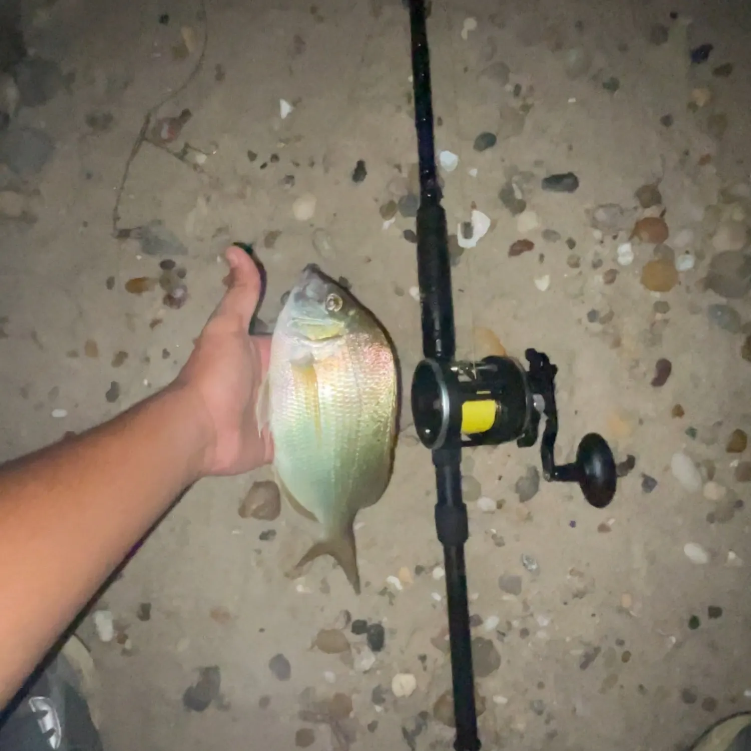 The most recent Longspine porgy catches on Fishbrain