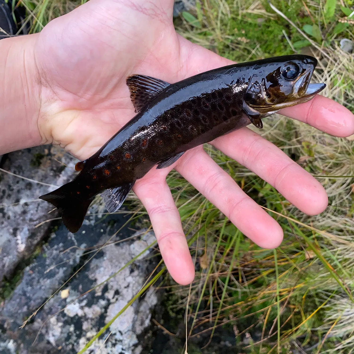 Brown trout caught on Fishbrain
