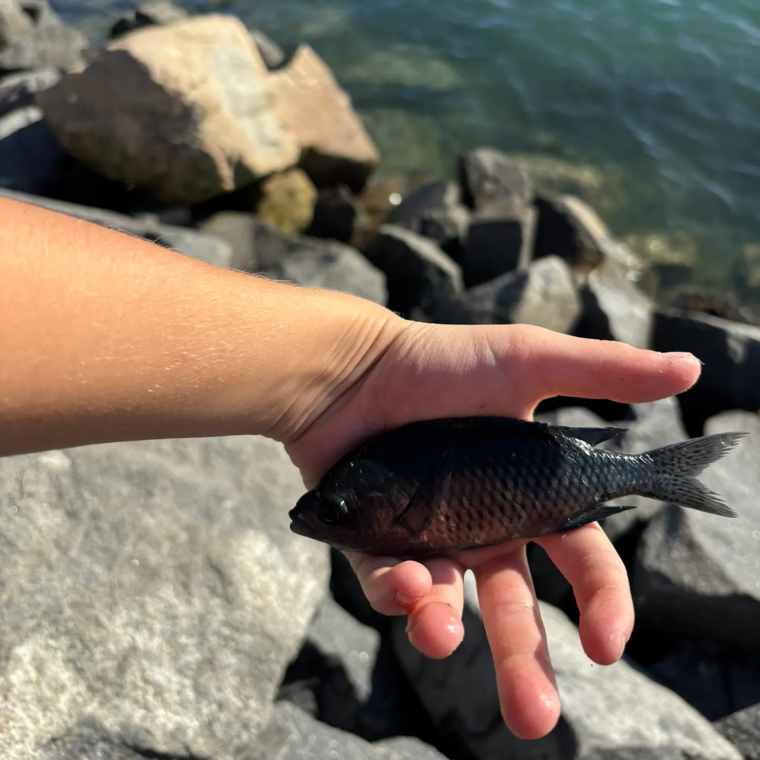 The most recent Blacksmith catches on Fishbrain