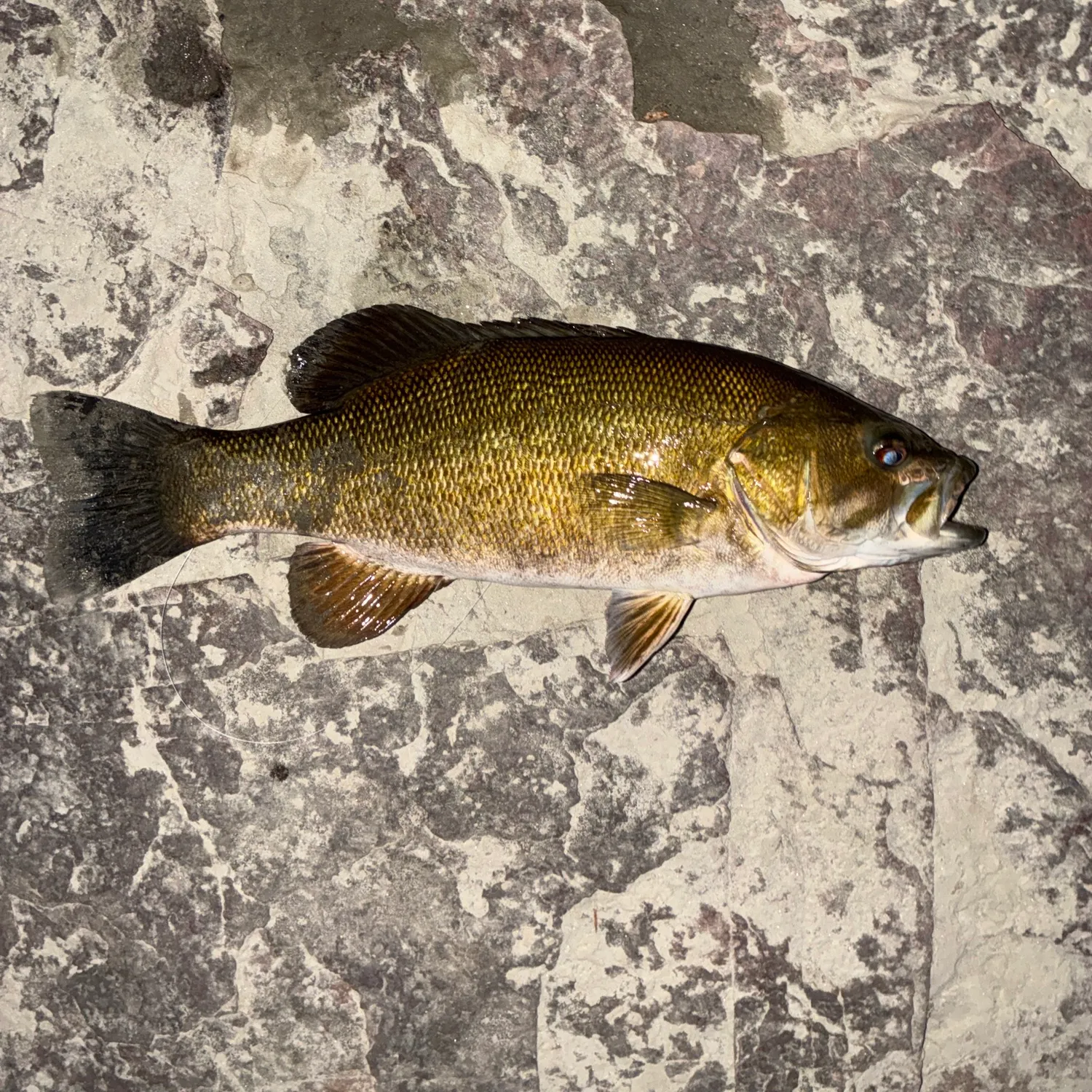 The most recent Neosho bass catches on Fishbrain