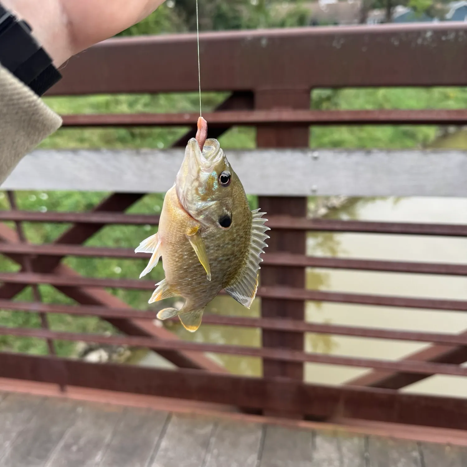 Green sunfish caught on Fishbrain