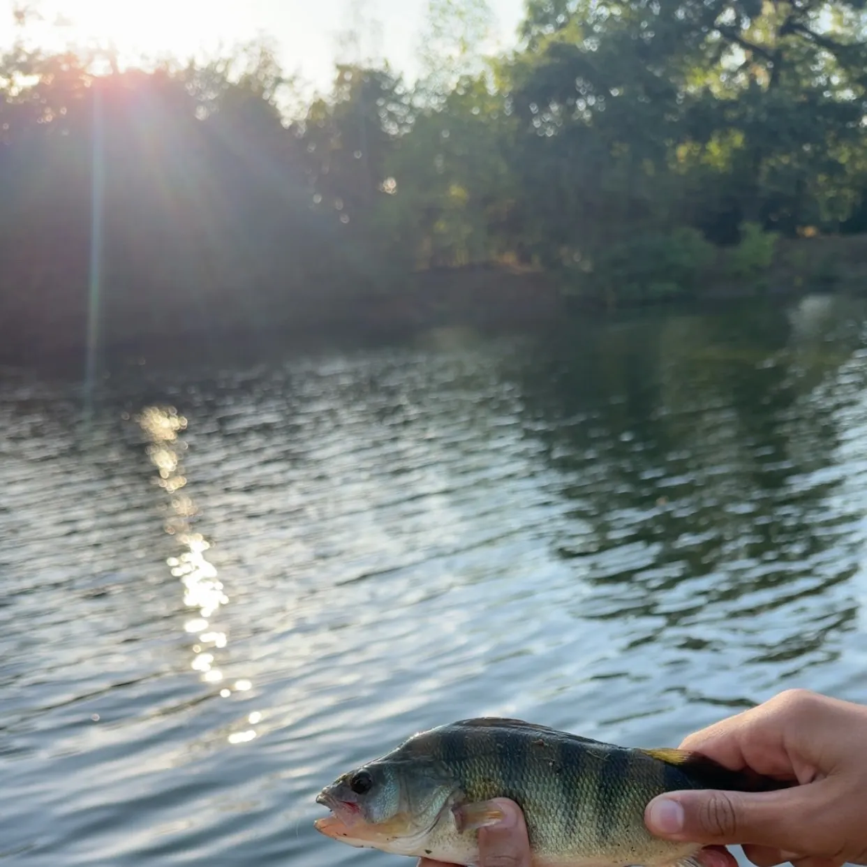 European perch caught on Fishbrain