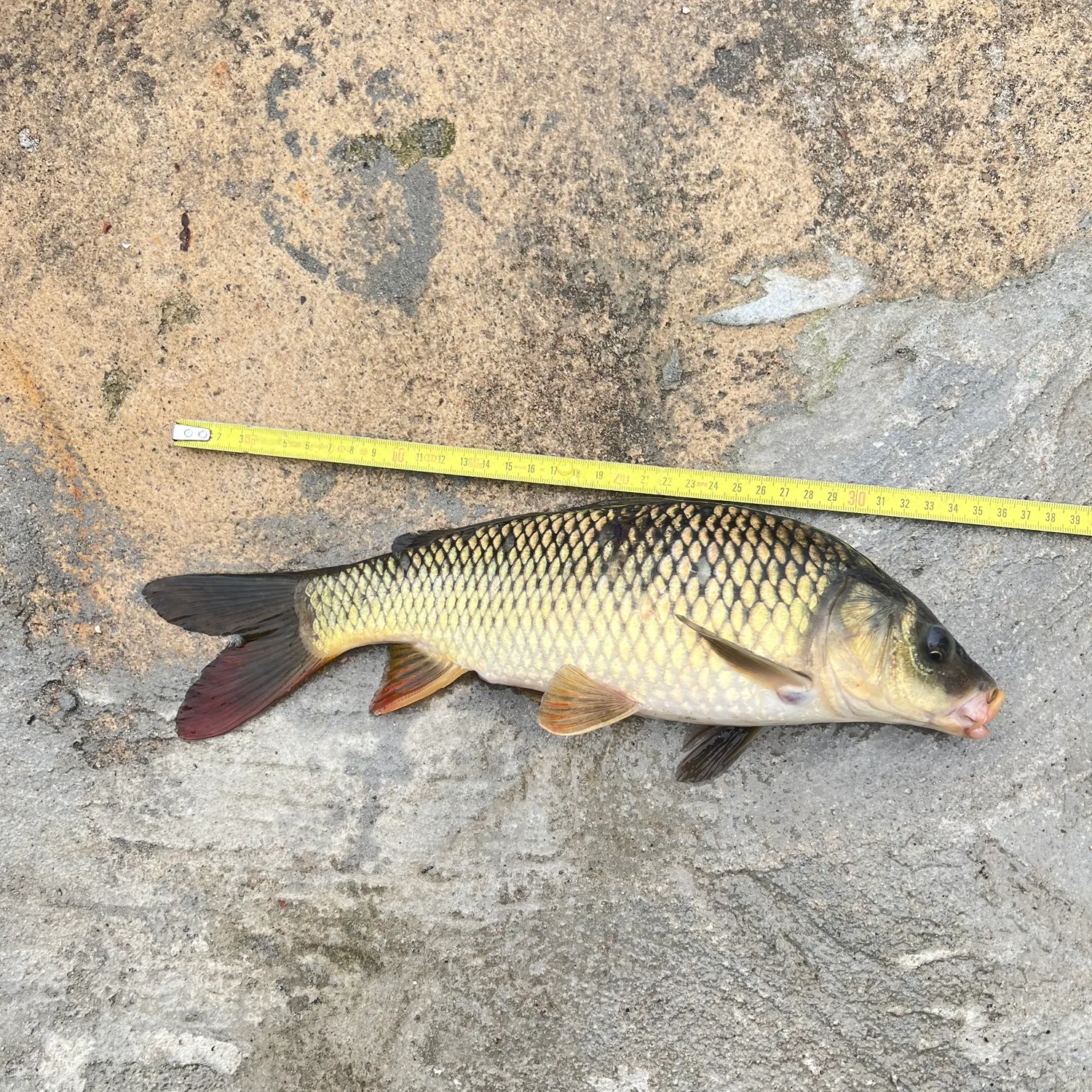 Common carp caught on Fishbrain