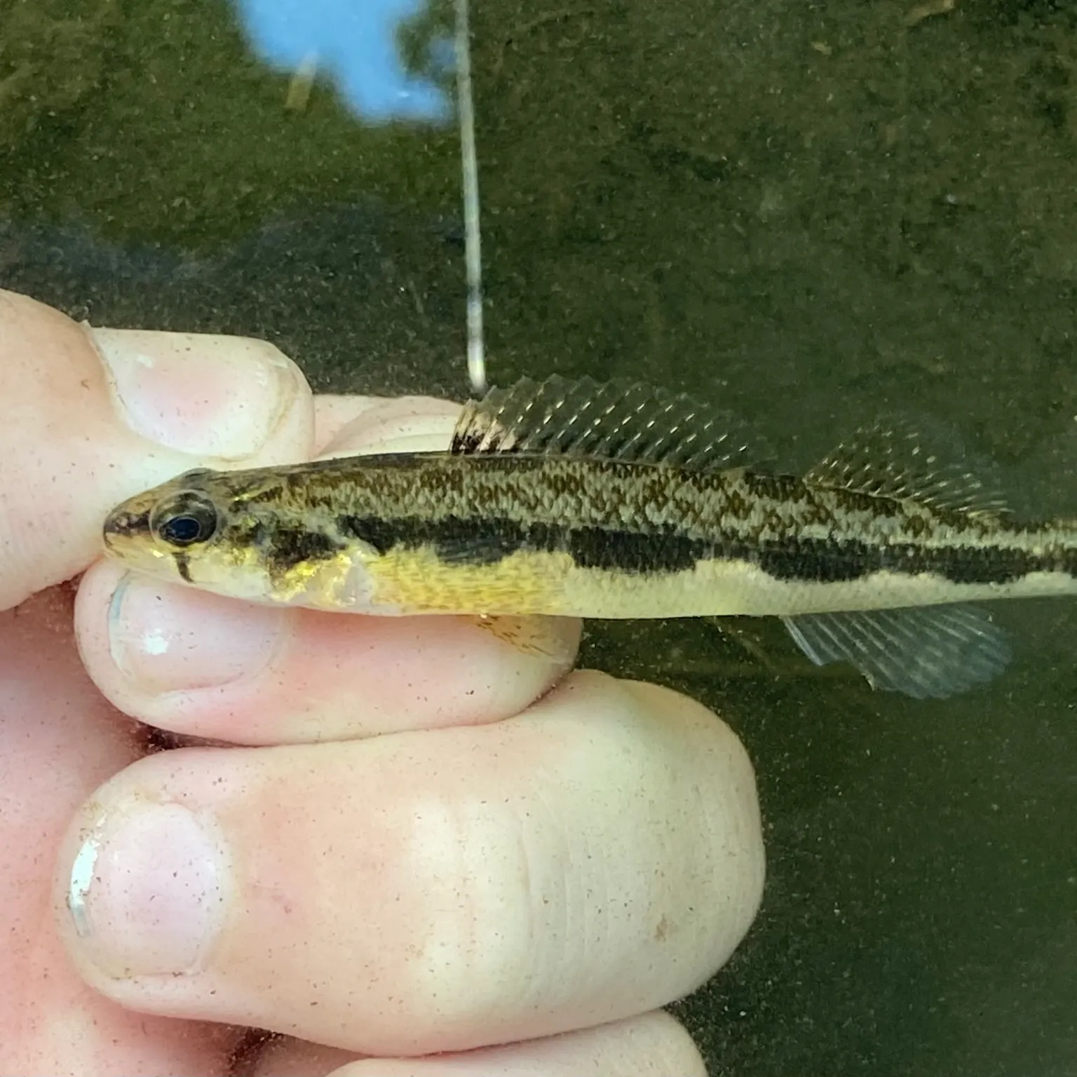 The most recent Blackside darter catches on Fishbrain