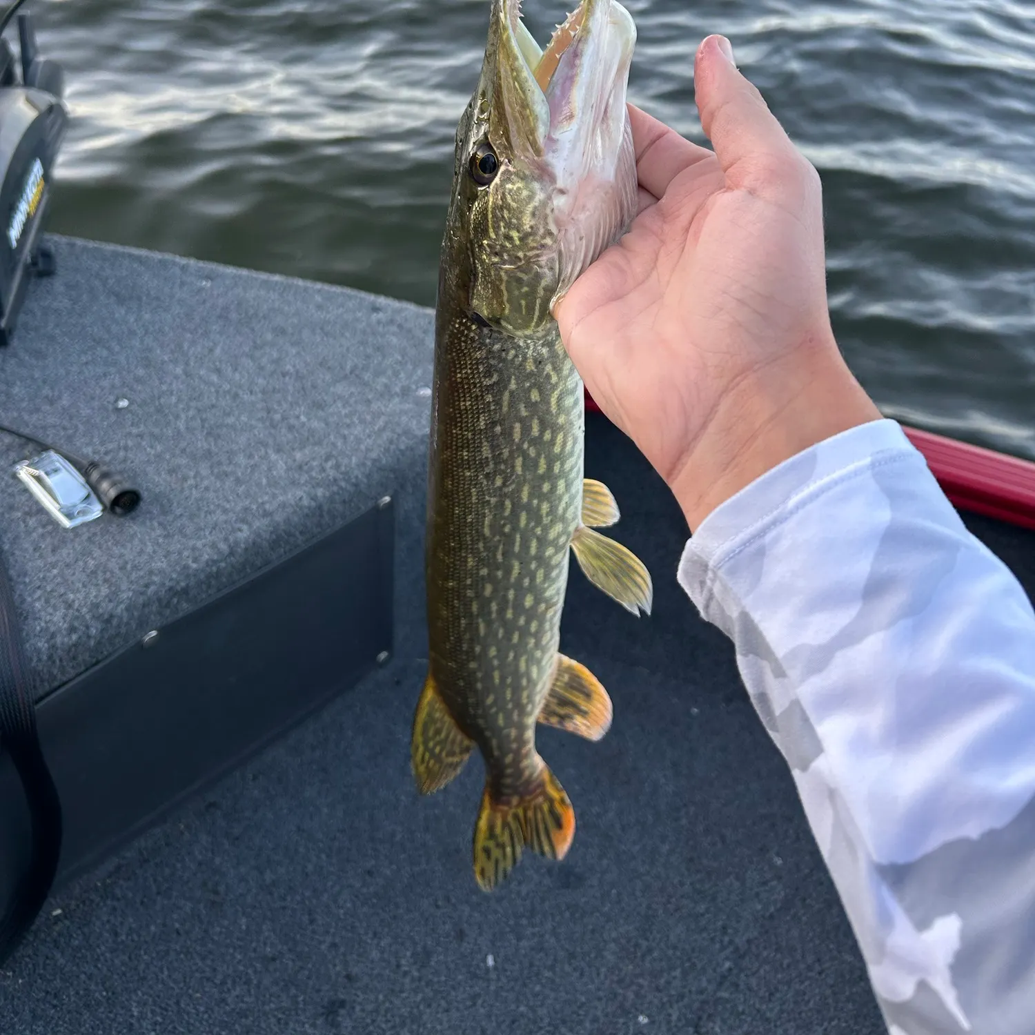 Northern pike caught on Fishbrain