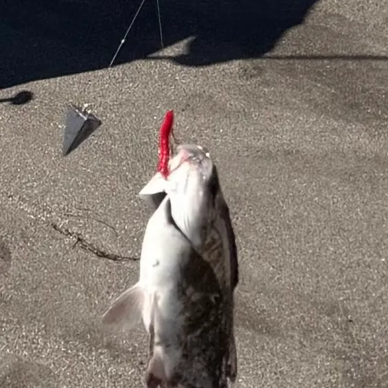 Redtail surfperch caught on Fishbrain