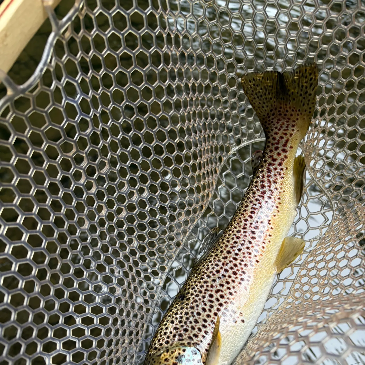 Brown trout caught on Fishbrain