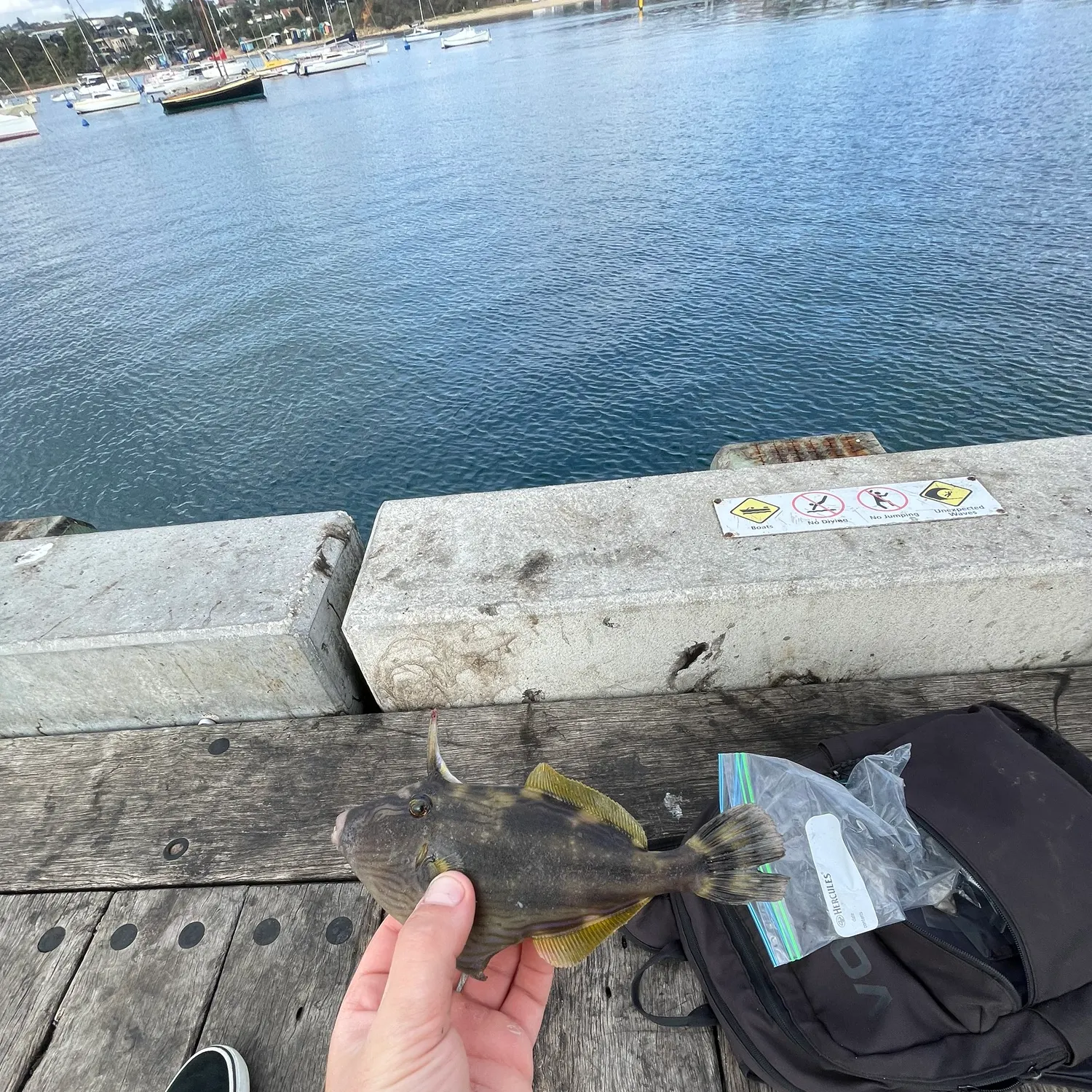 The most recent Black reef leatherjacket catches on Fishbrain