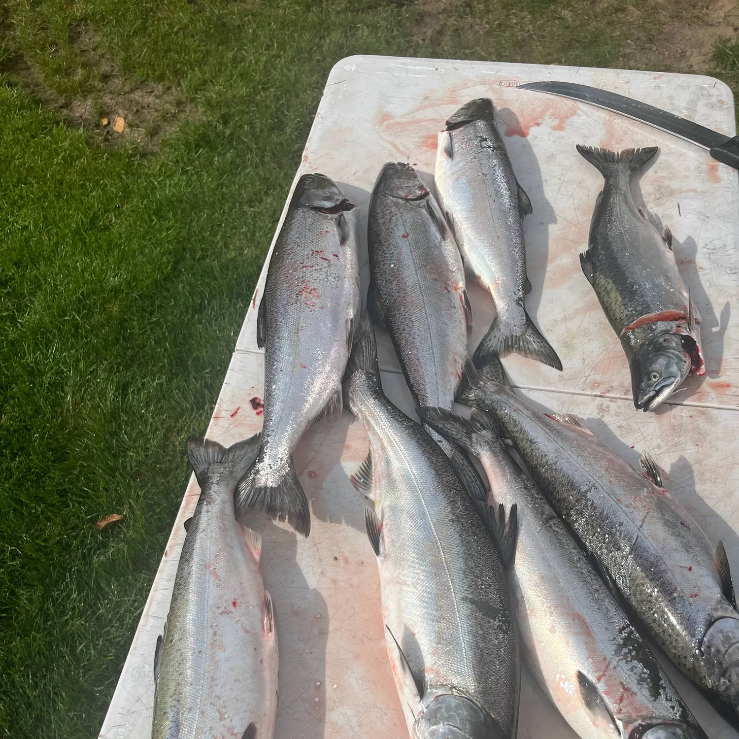 Coho salmon caught on Fishbrain