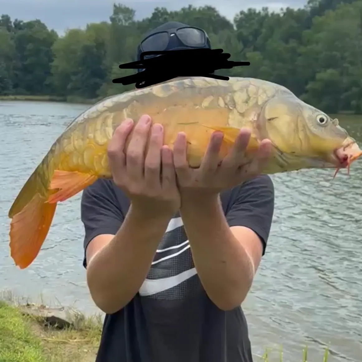 Mirror carp caught on Fishbrain