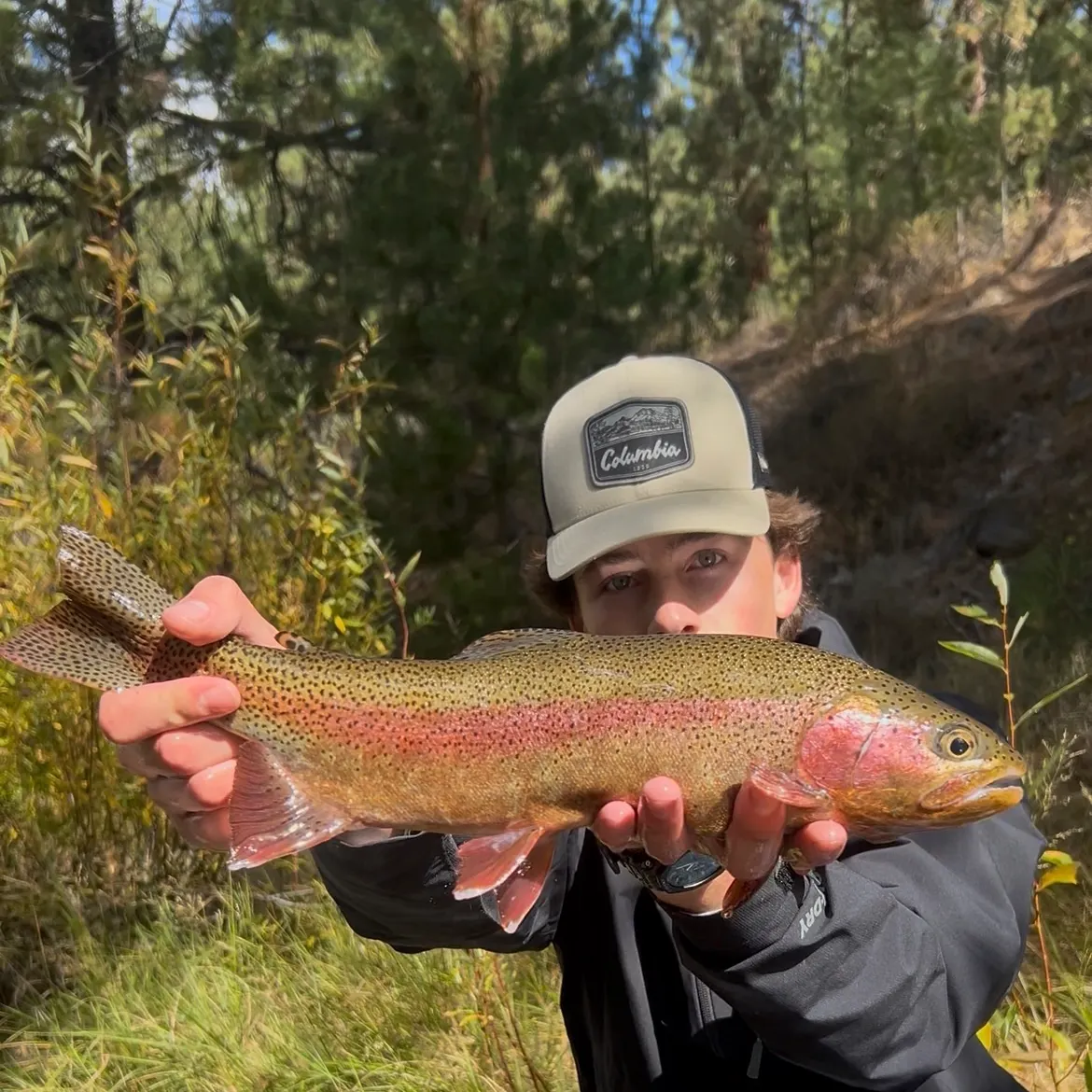 Rainbow trout caught on Fishbrain