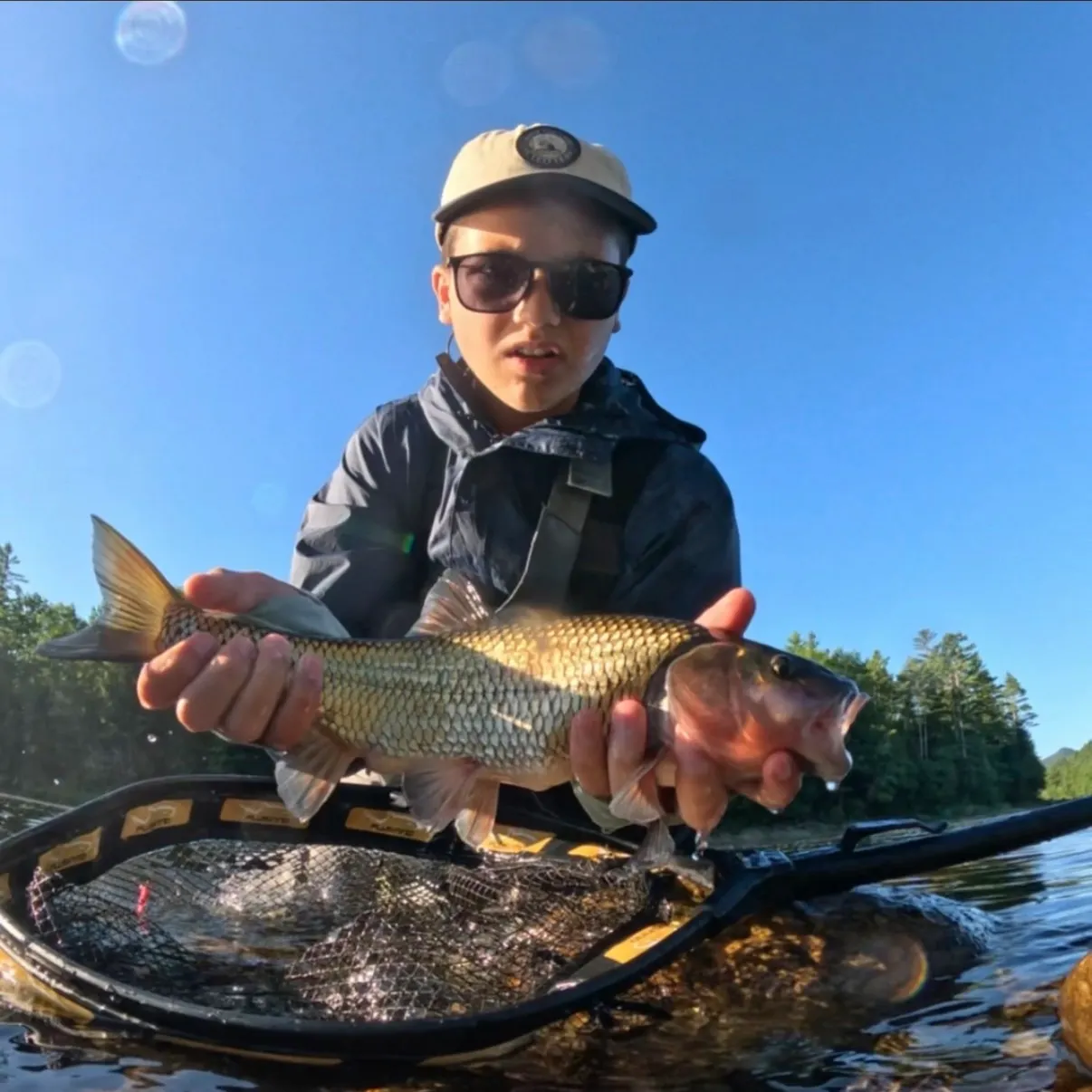 Fallfish caught on Fishbrain