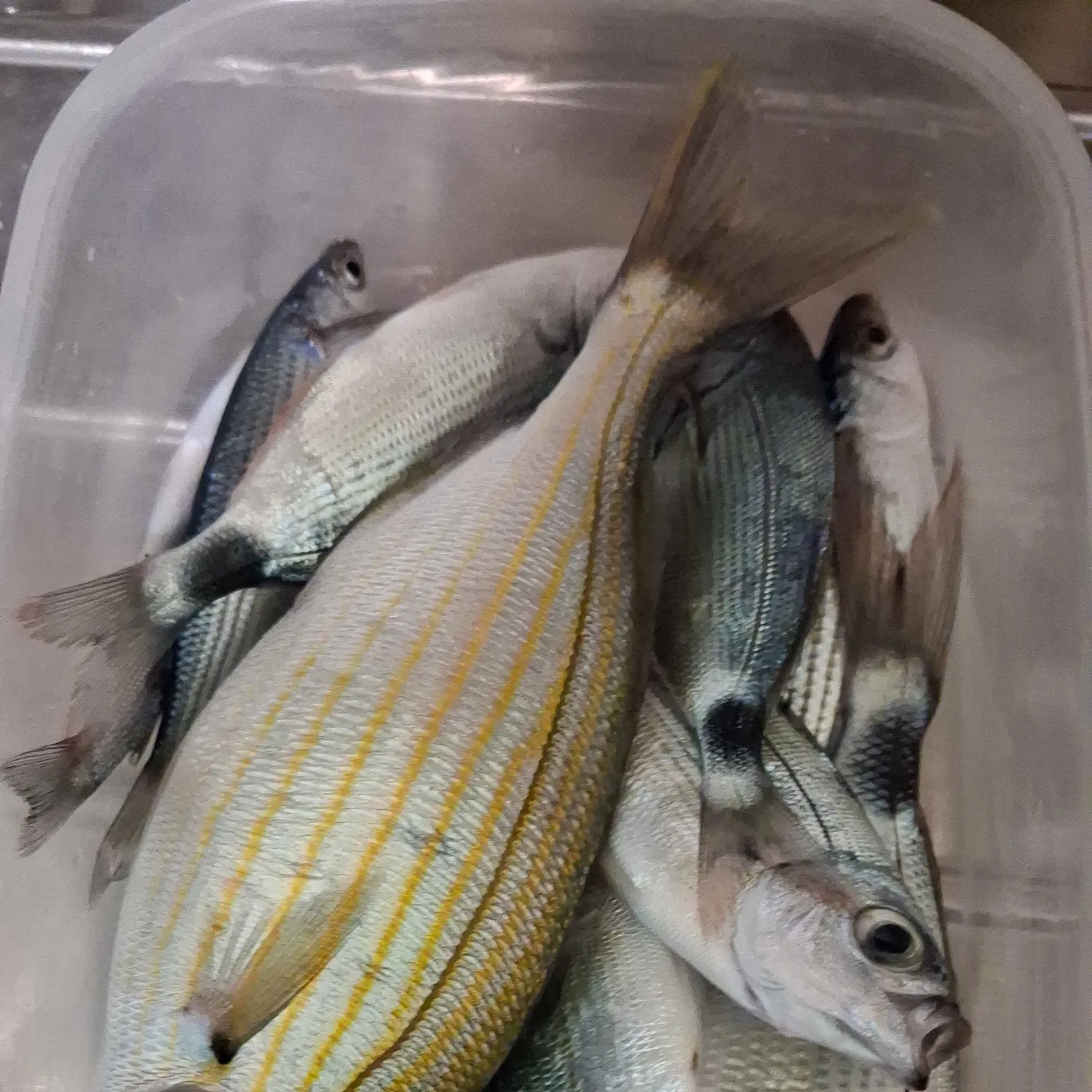 White seabream caught on Fishbrain