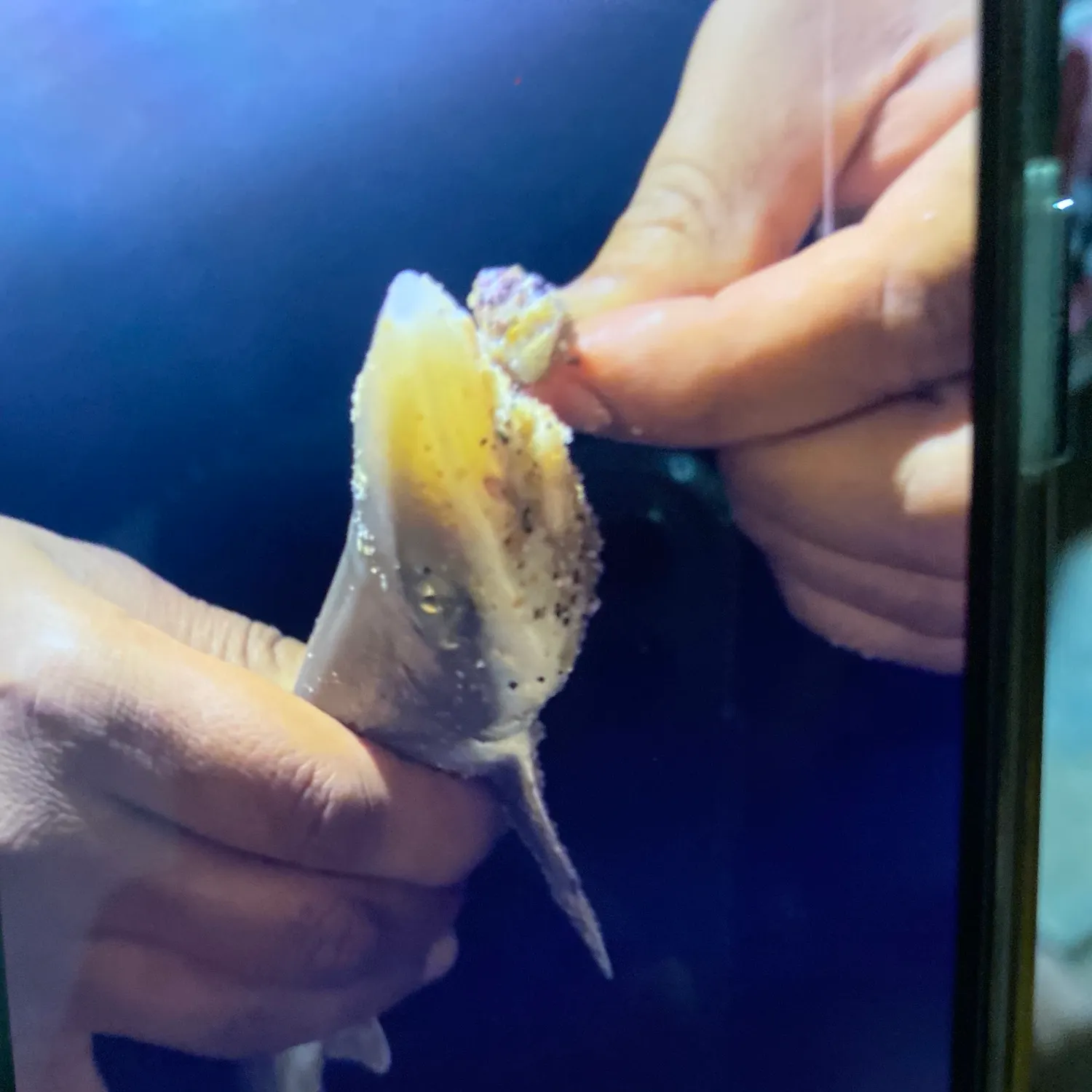 The most recent Sand tiger shark catches on Fishbrain