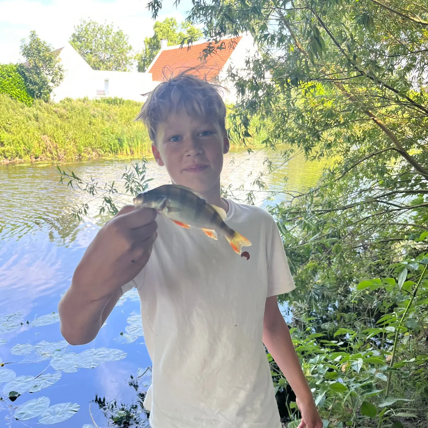 European perch caught on Fishbrain