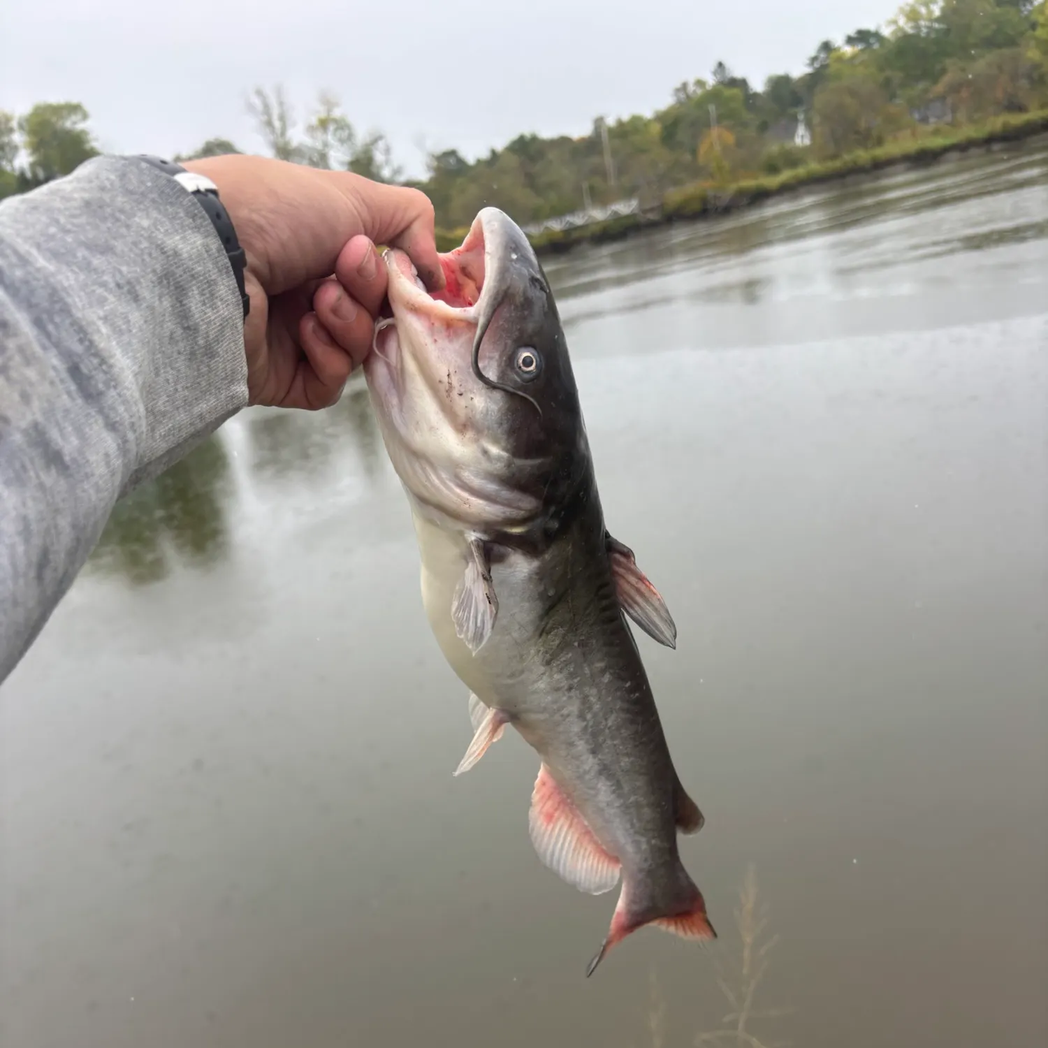 White bullhead caught on Fishbrain