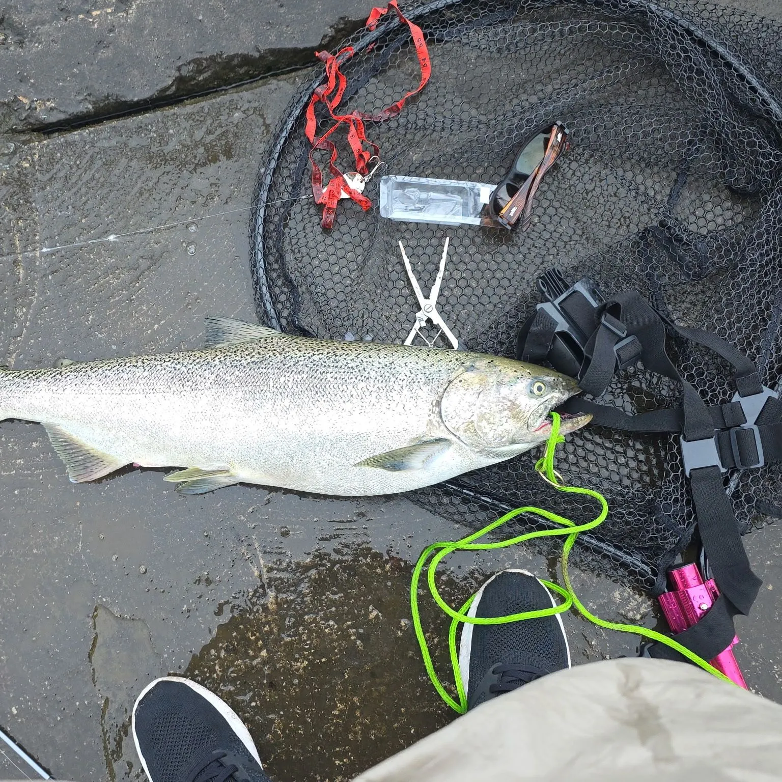 Chinook salmon caught on Fishbrain