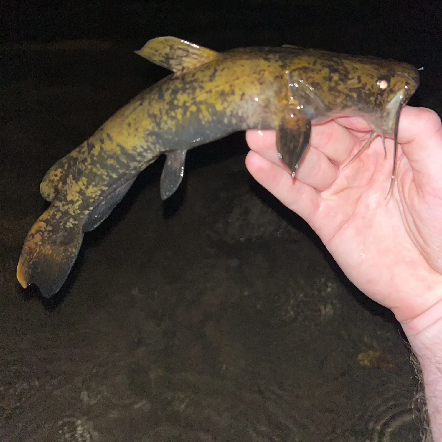 Flathead catfish caught on Fishbrain