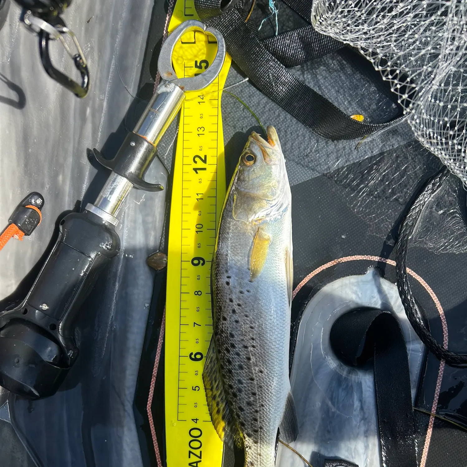 Spotted seatrout caught on Fishbrain