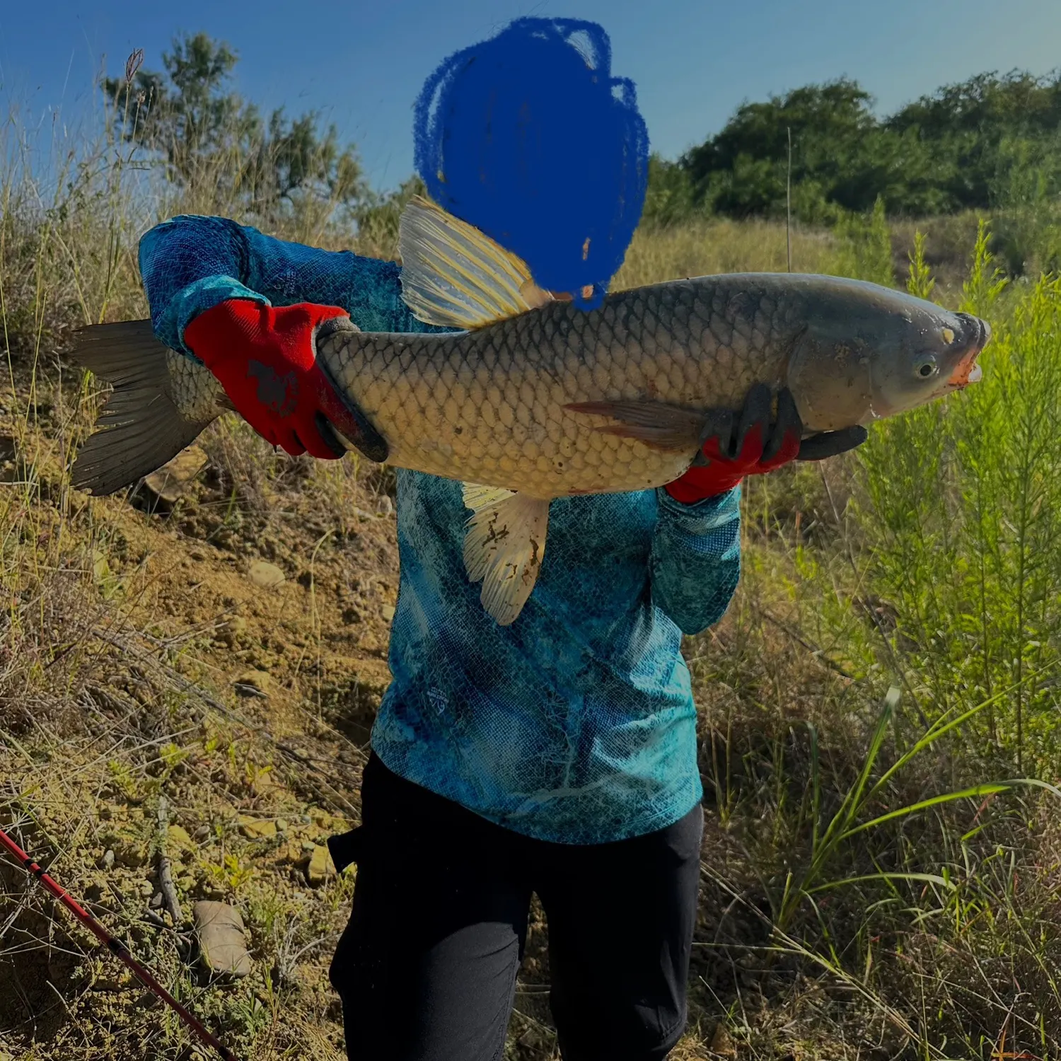 Grass carp caught on Fishbrain
