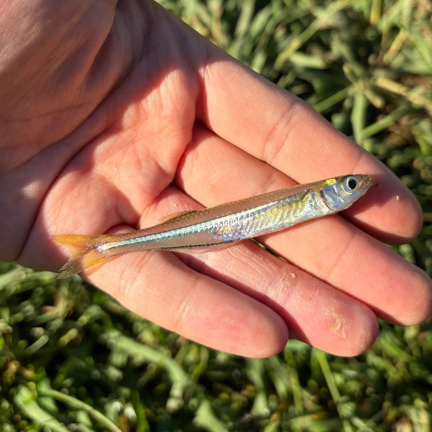 Brook silverside caught on Fishbrain