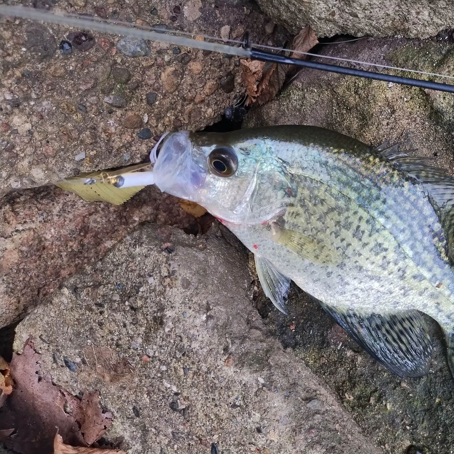 Black crappie caught on Fishbrain
