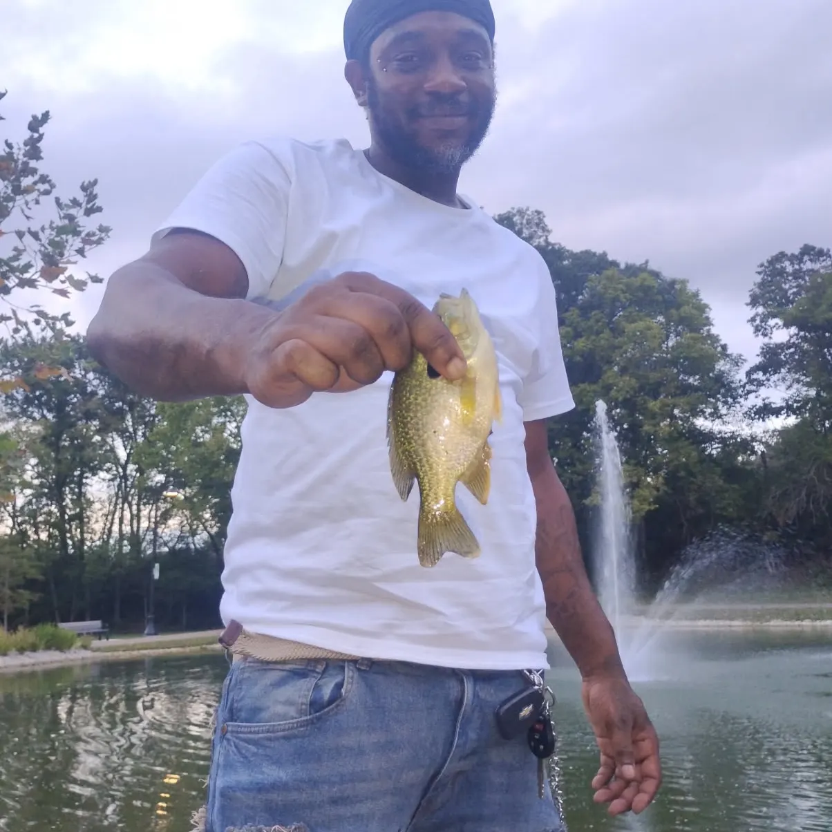 Rock bass caught on Fishbrain