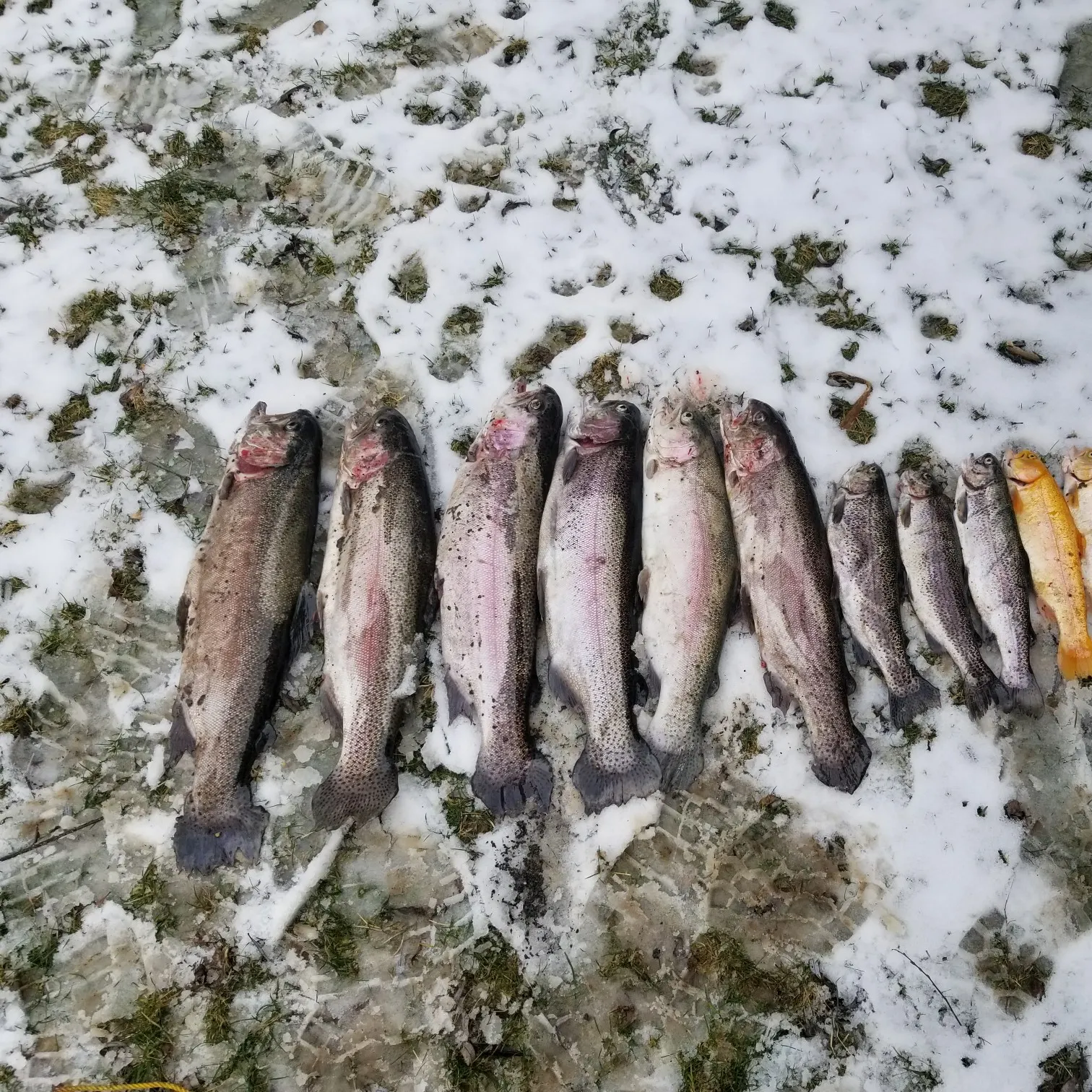 recently logged catches