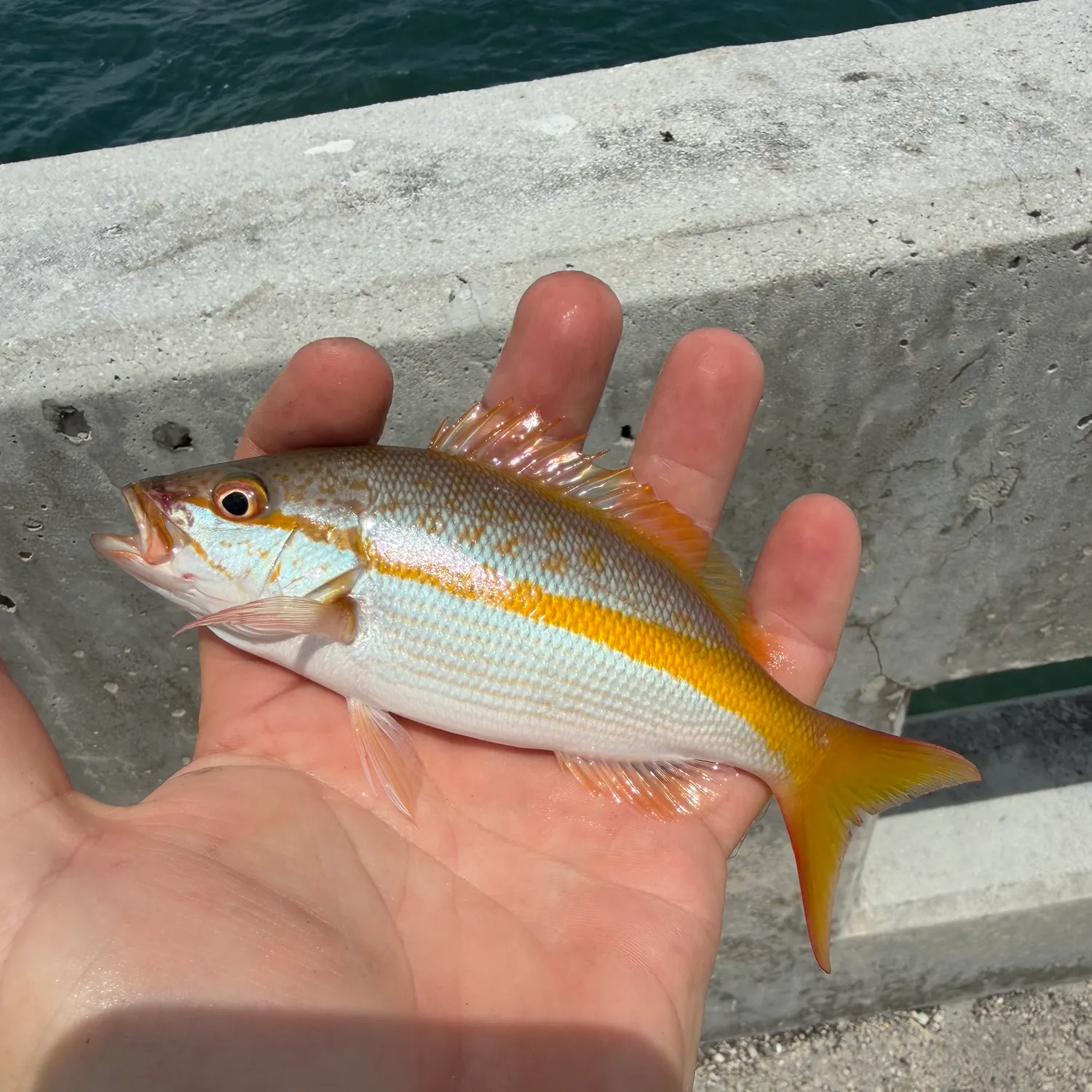 Yellowtail snapper caught on Fishbrain