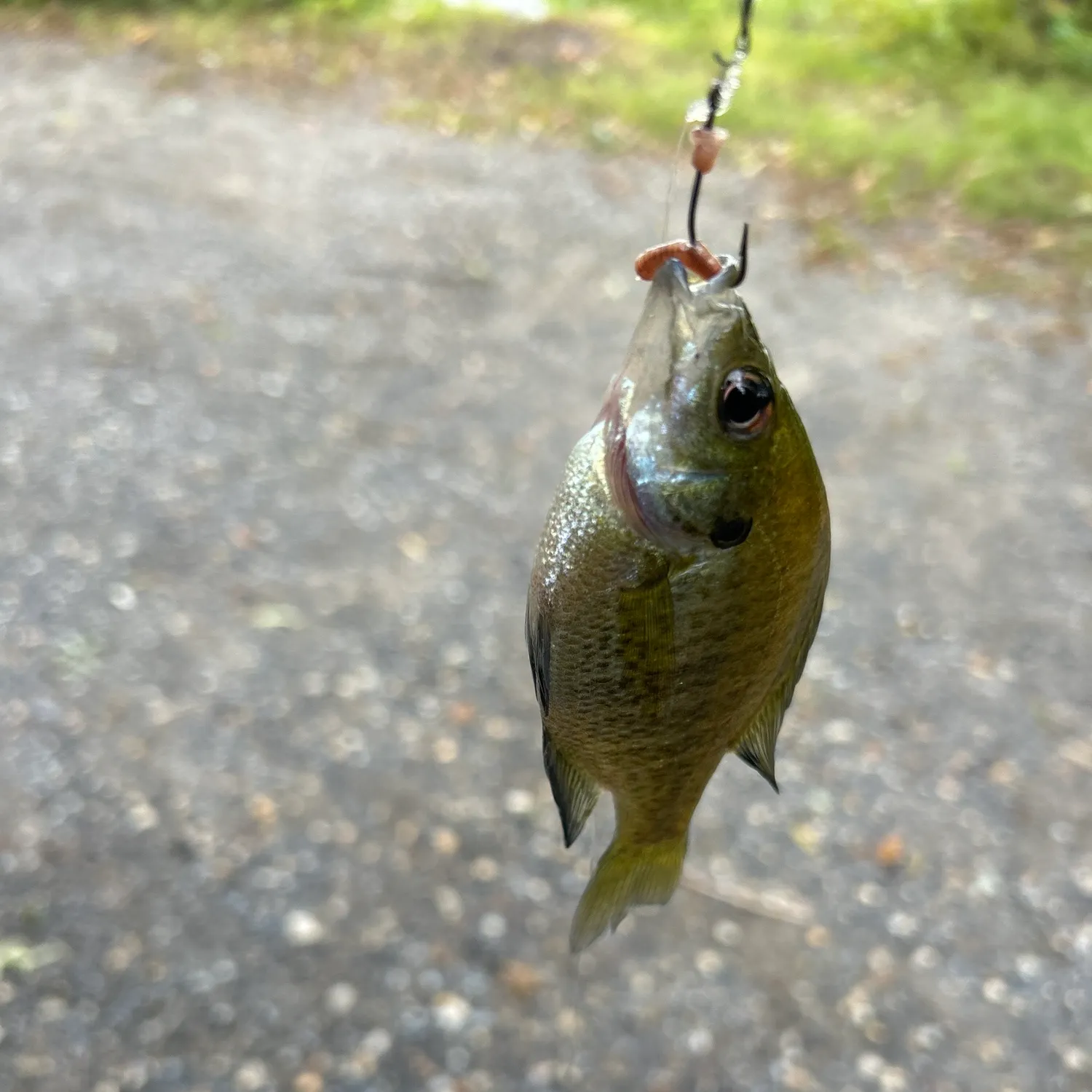 Bluegill caught on Fishbrain