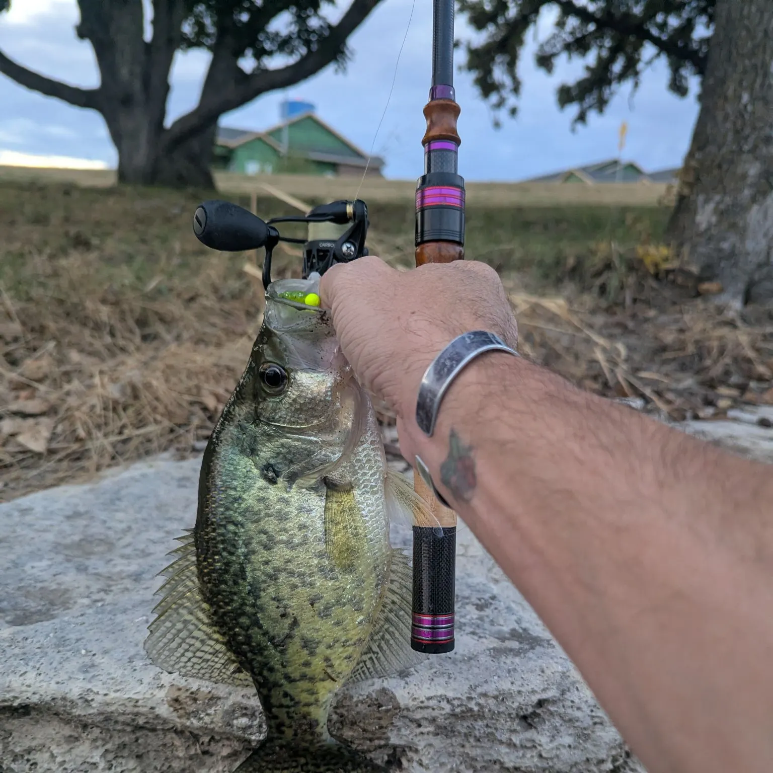 Black crappie caught on Fishbrain