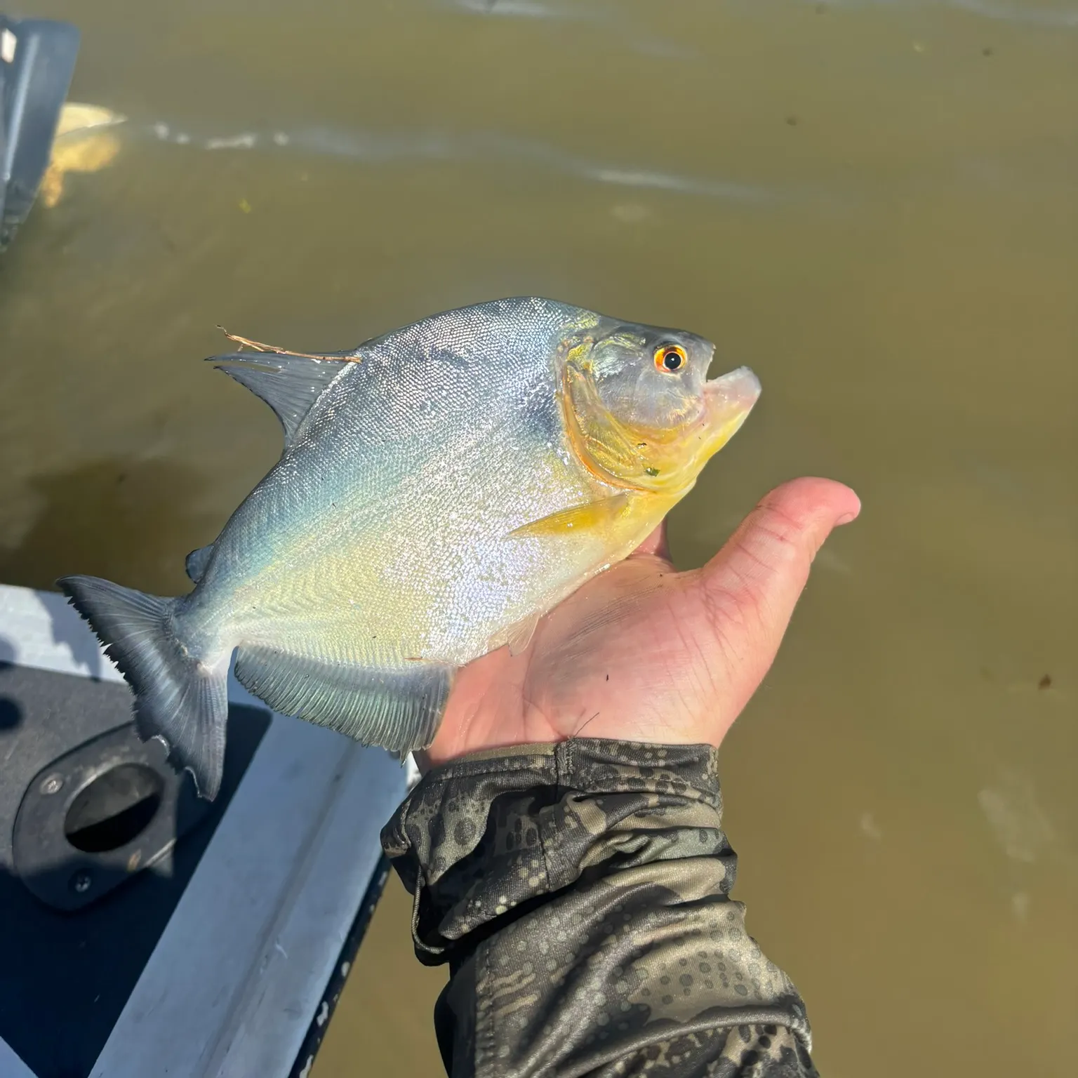 The most recent Redeye piranha catches on Fishbrain