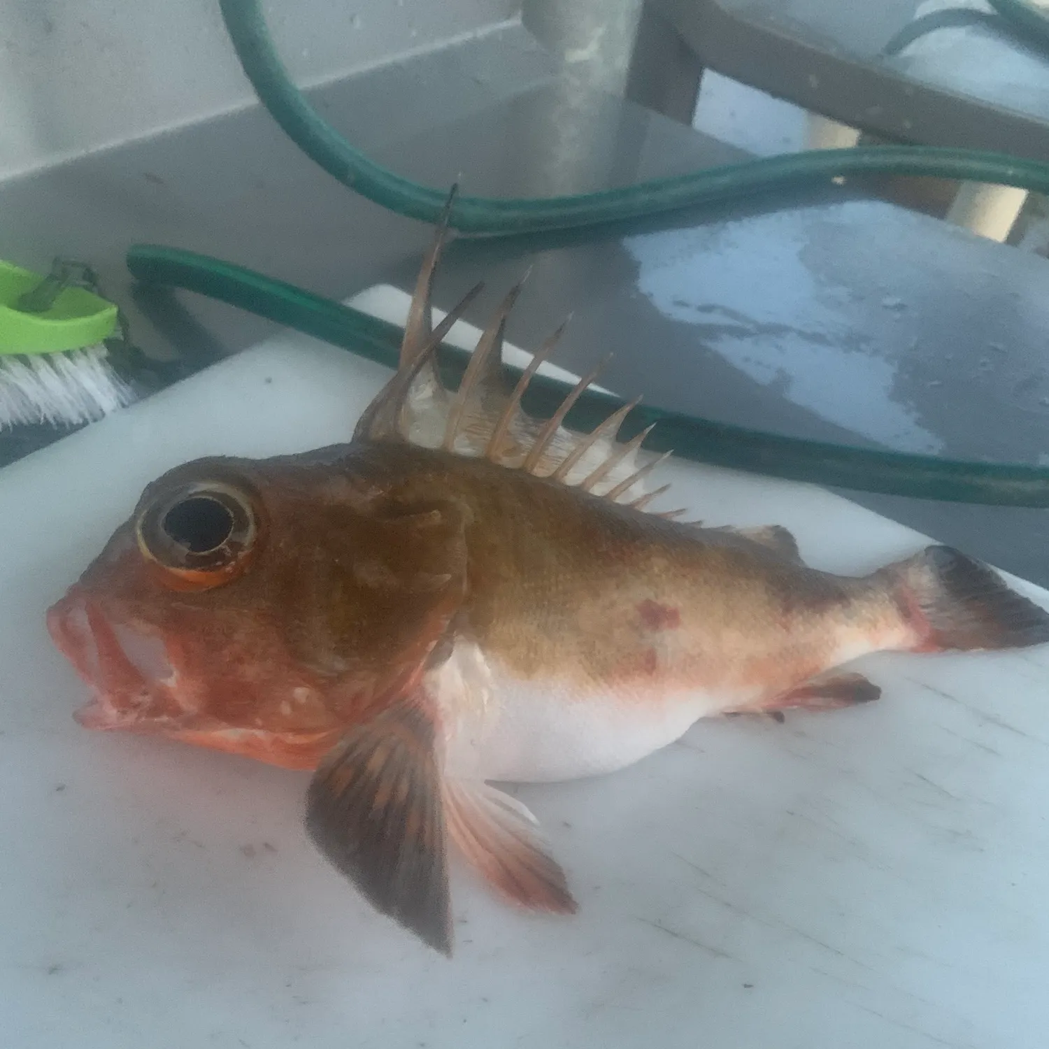 The most recent Red gurnard catches on Fishbrain