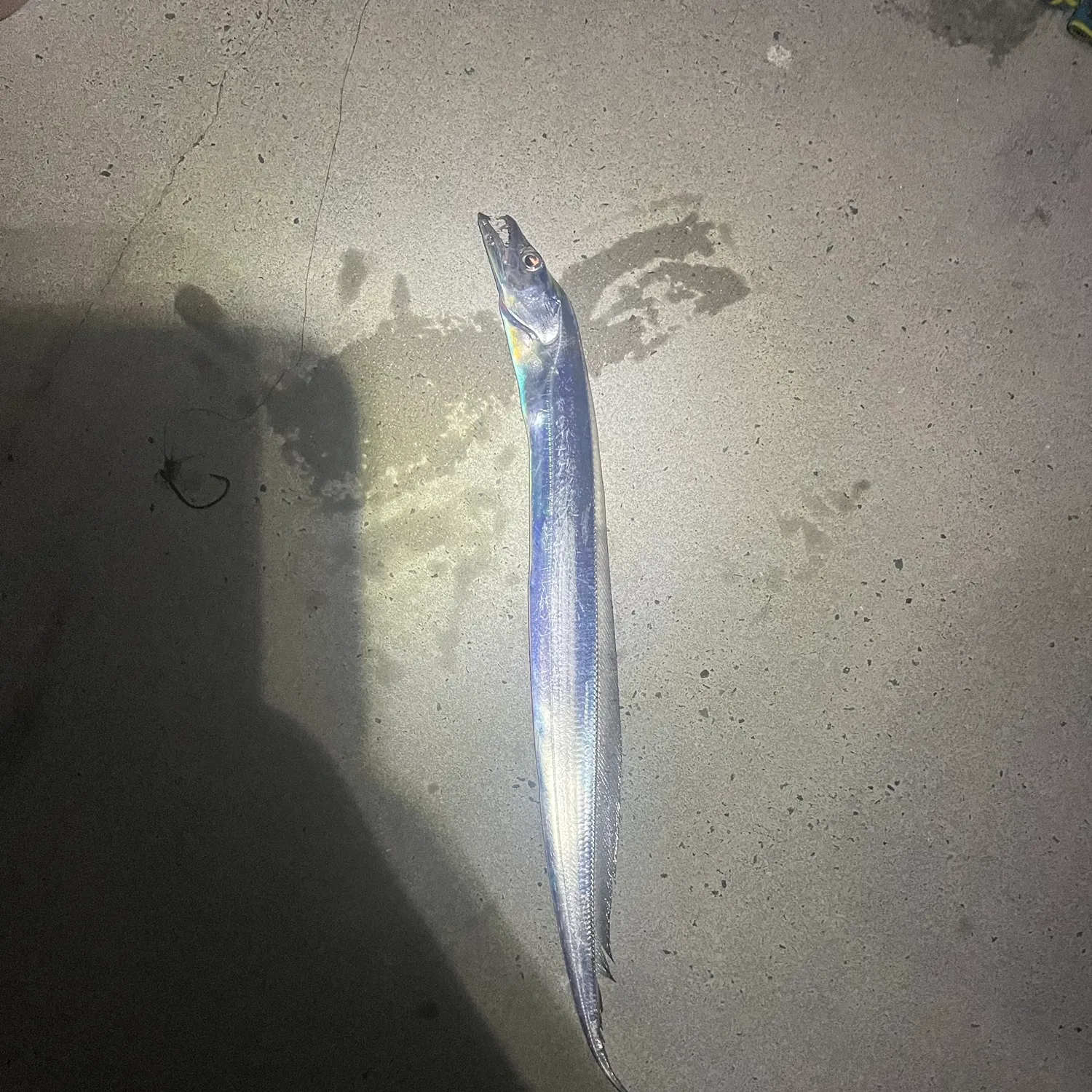 Atlantic cutlassfish caught on Fishbrain
