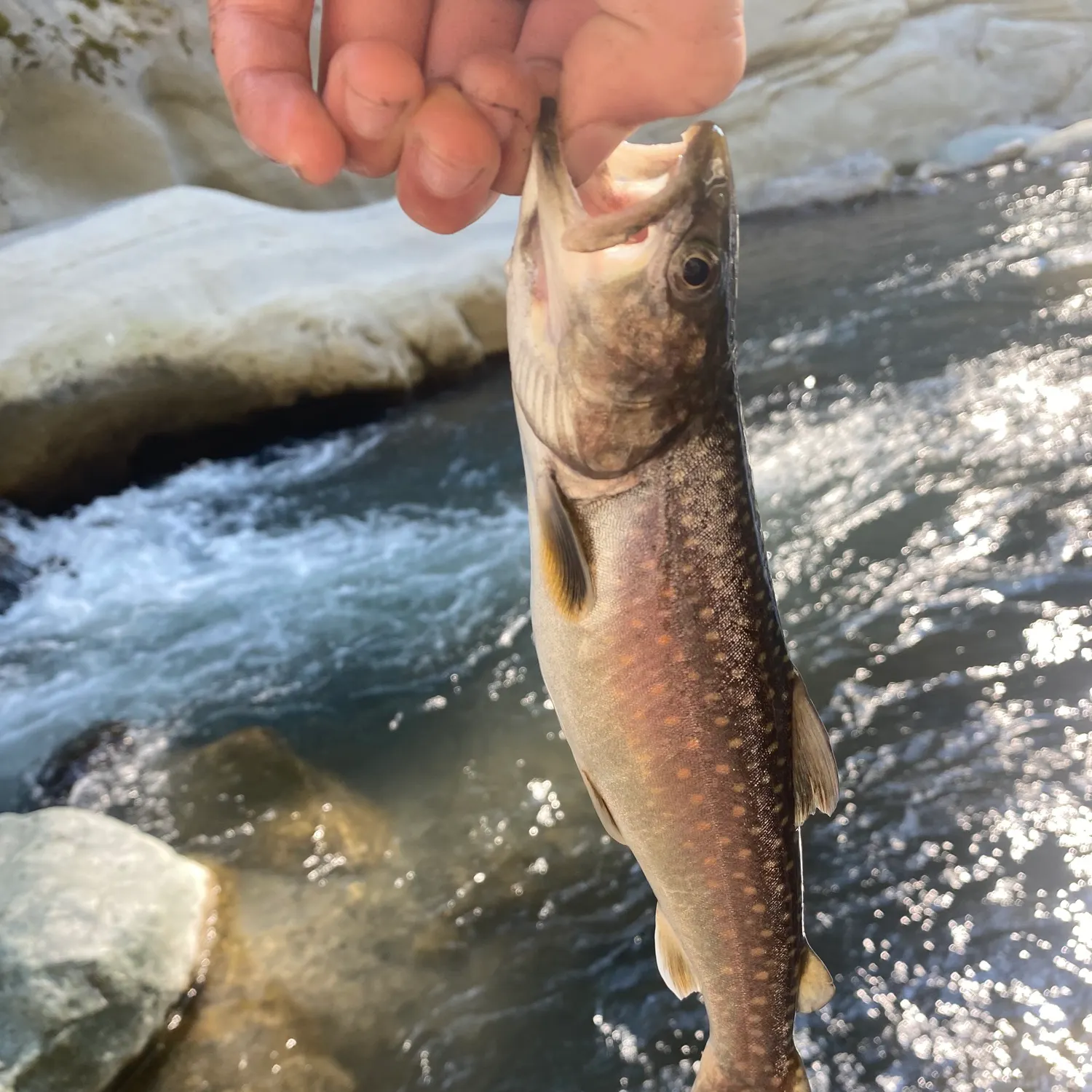 Bull trout caught on Fishbrain