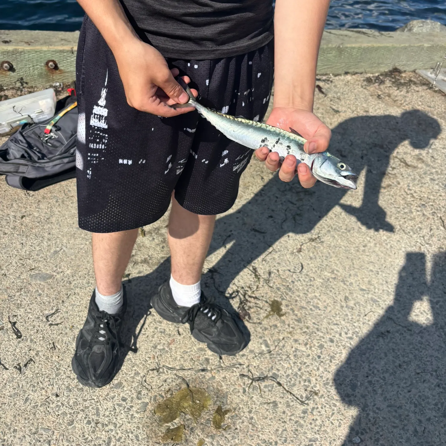 The most recent Atlantic mackerel catches on Fishbrain