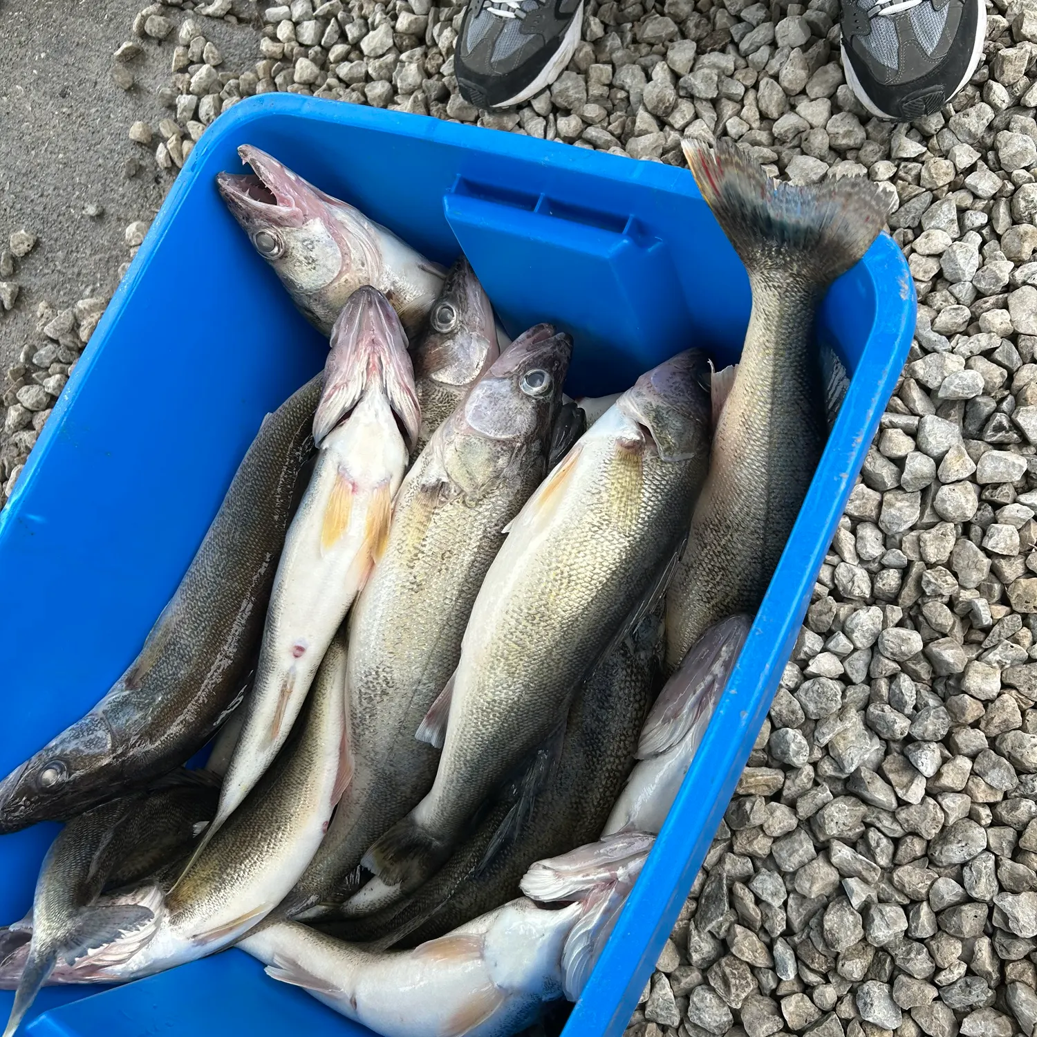 Walleye caught on Fishbrain