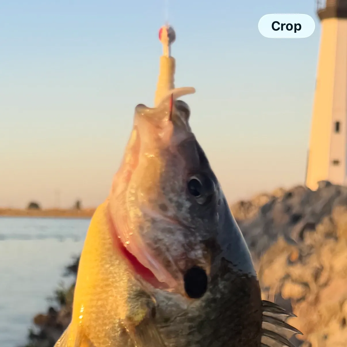 Bluegill caught on Fishbrain