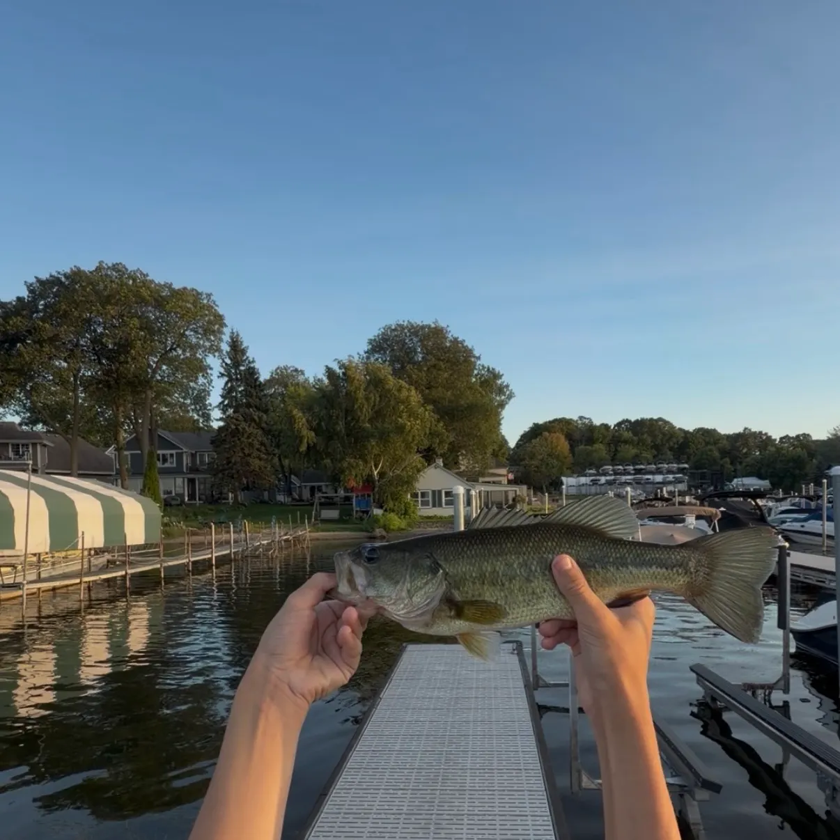 Largemouth bass caught on Fishbrain