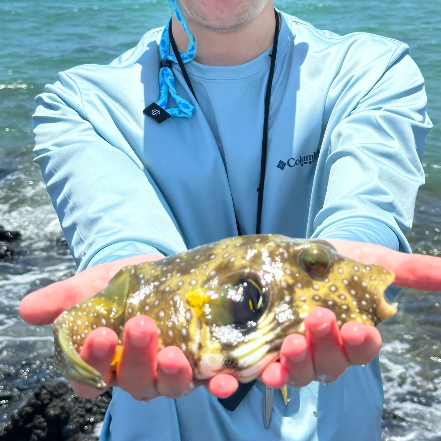 The most recent Japanese pufferfish catches on Fishbrain