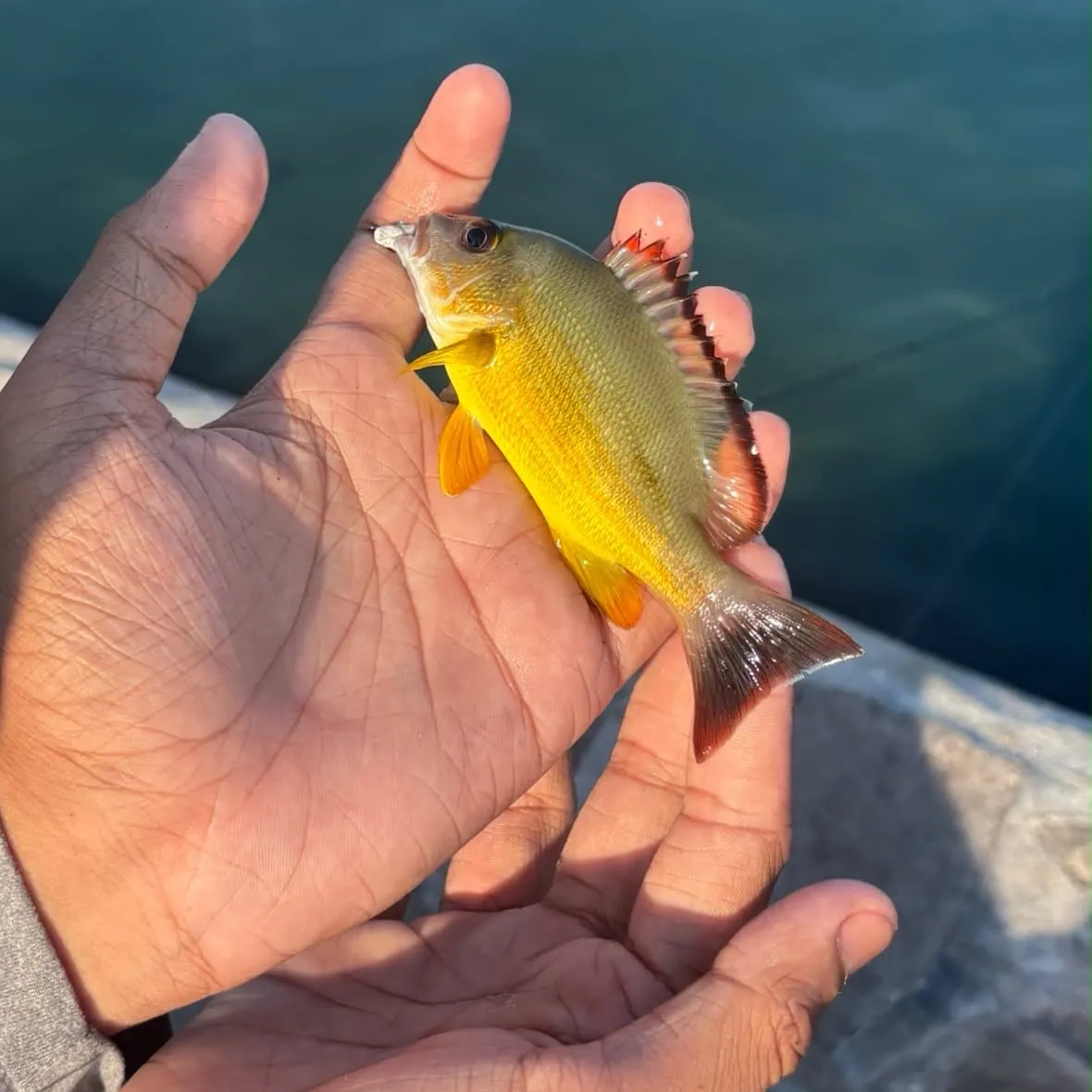 The most recent Blacktail snapper catches on Fishbrain