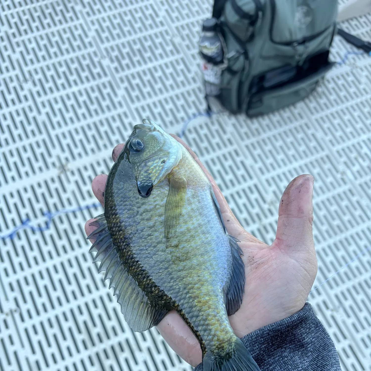 Bluegill caught on Fishbrain