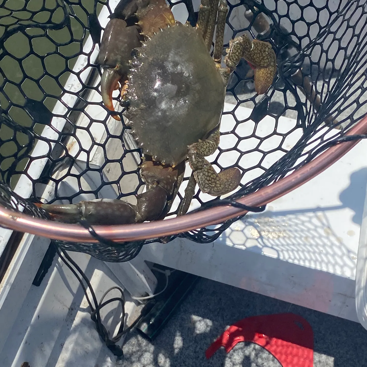 The most recent Giant mud crab catches on Fishbrain