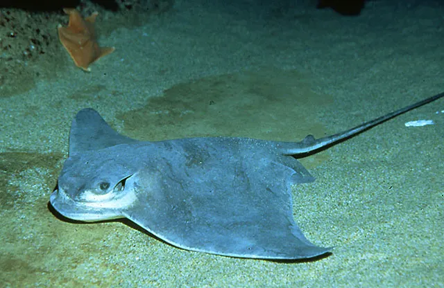 Bat eagle ray