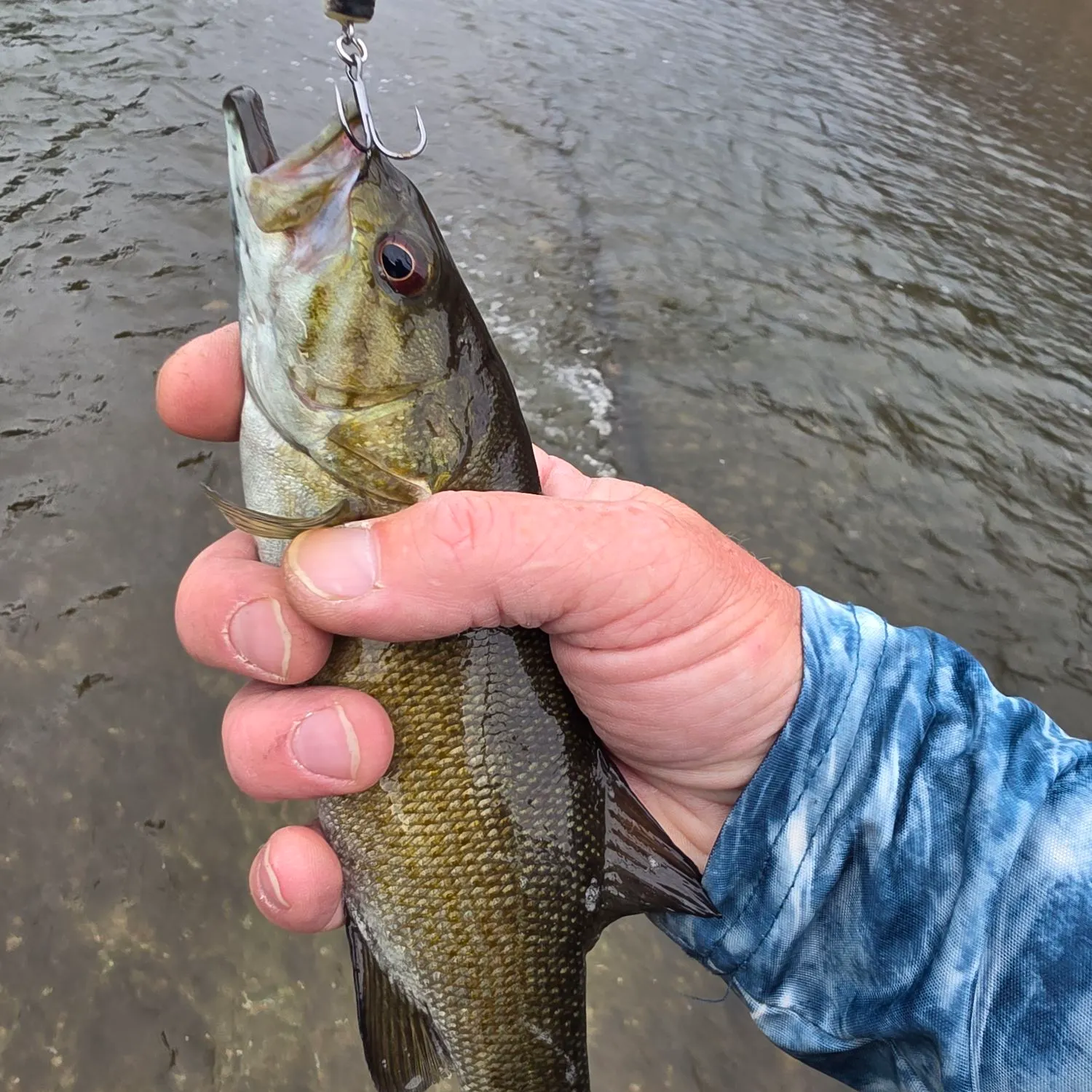 Smallmouth bass caught on Fishbrain