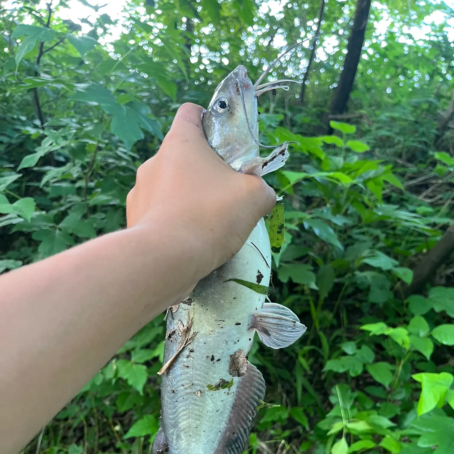 Channel catfish caught on Fishbrain