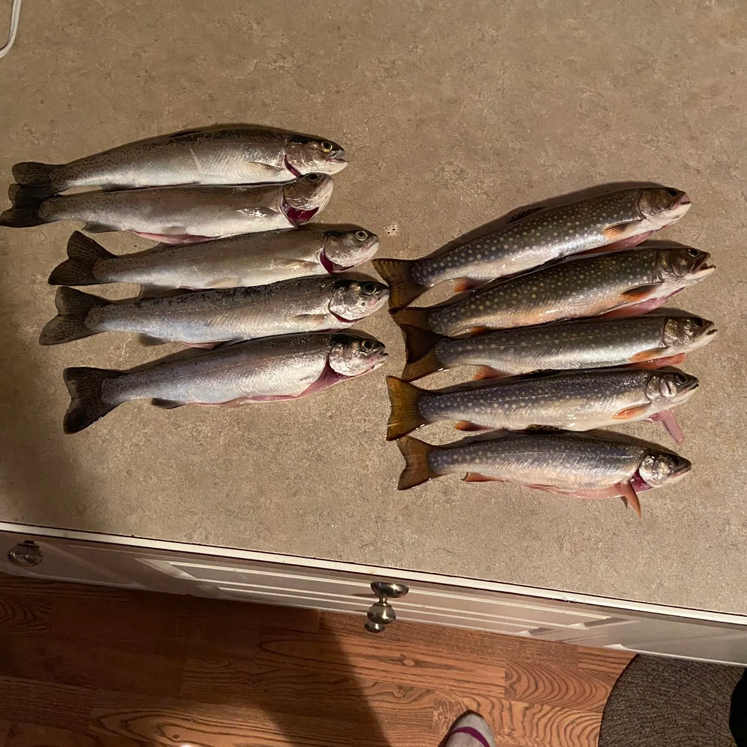 recently logged catches