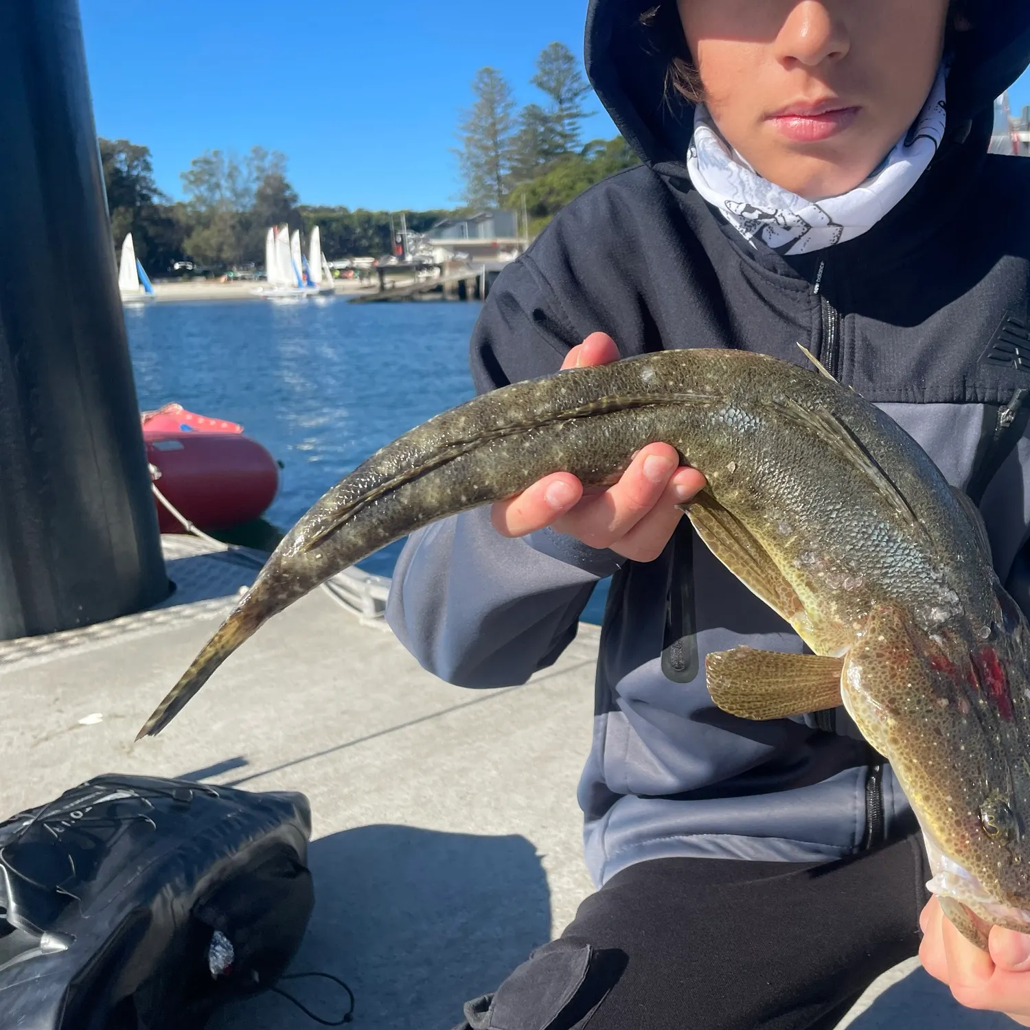 The most recent Blue-spotted flathead catches on Fishbrain