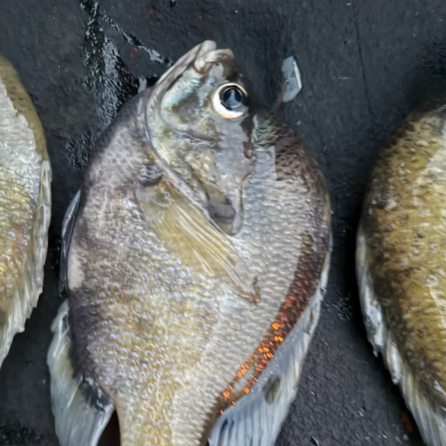 recently logged catches