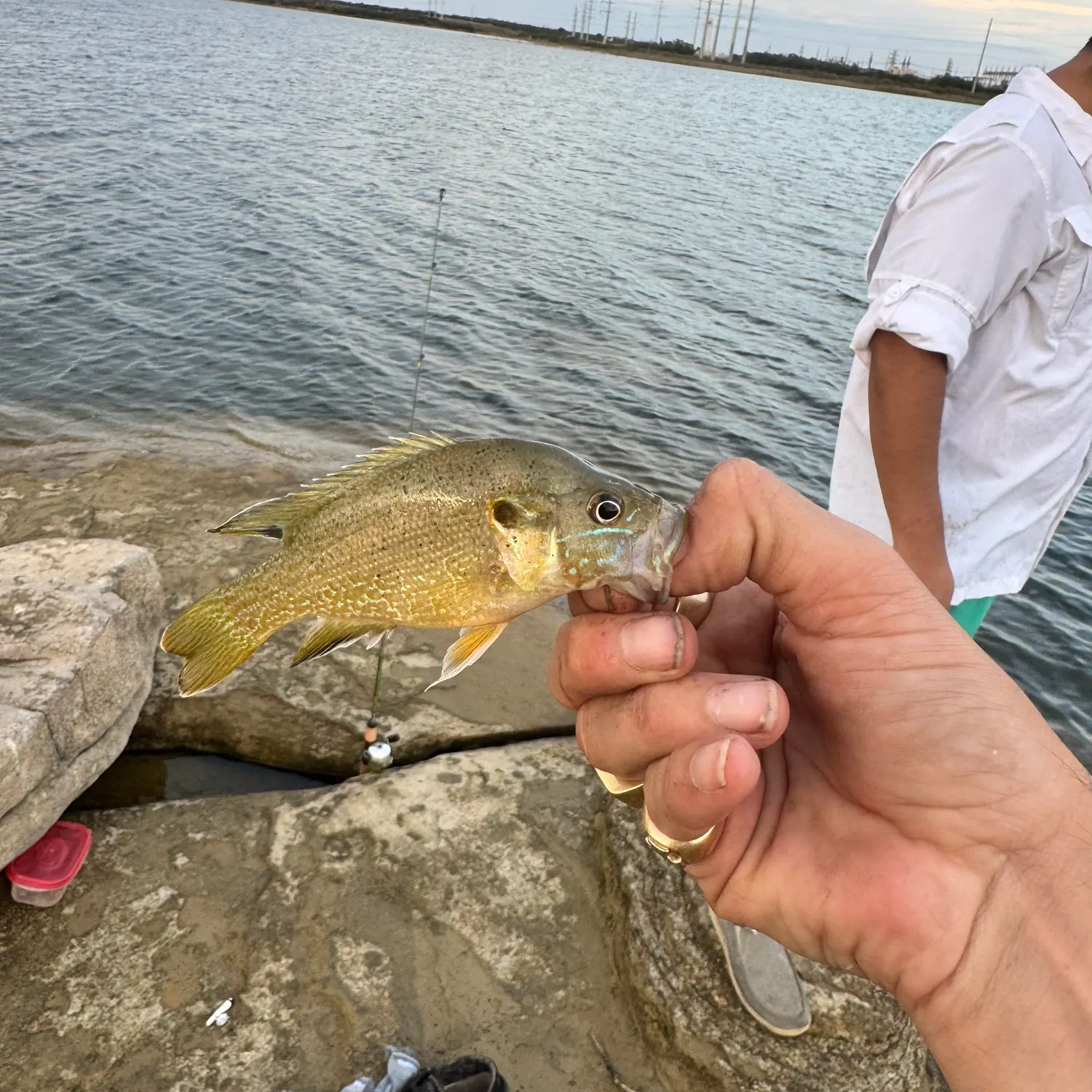 Green sunfish caught on Fishbrain